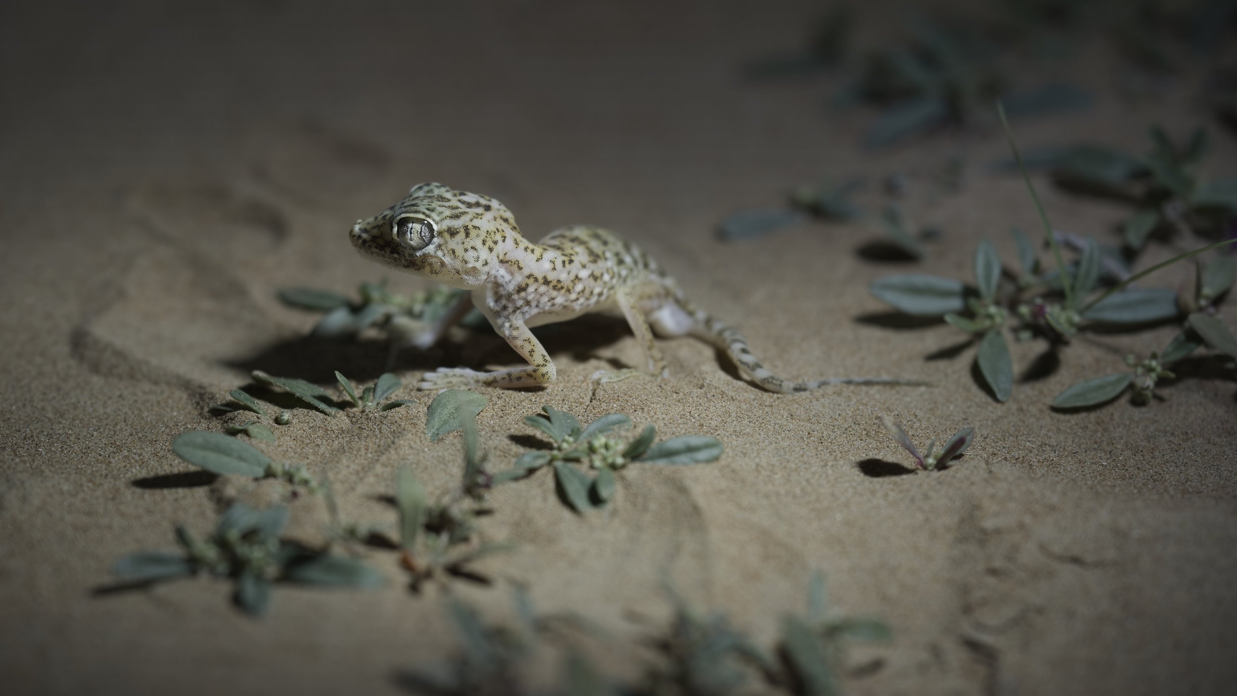 Eastern Sand Gecko (Stenodactylus leptocosymbotes)