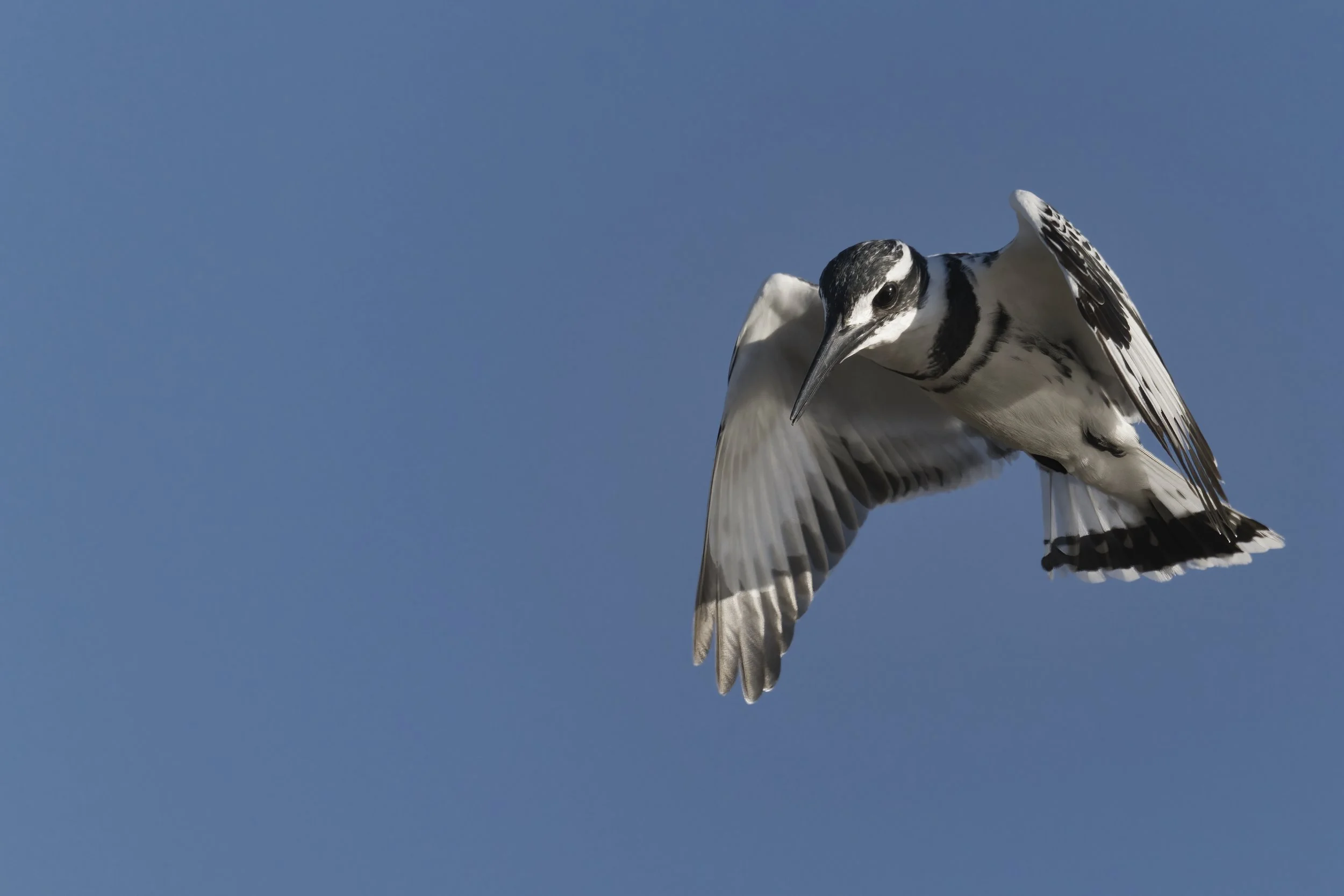 Birds watching Guide UAE