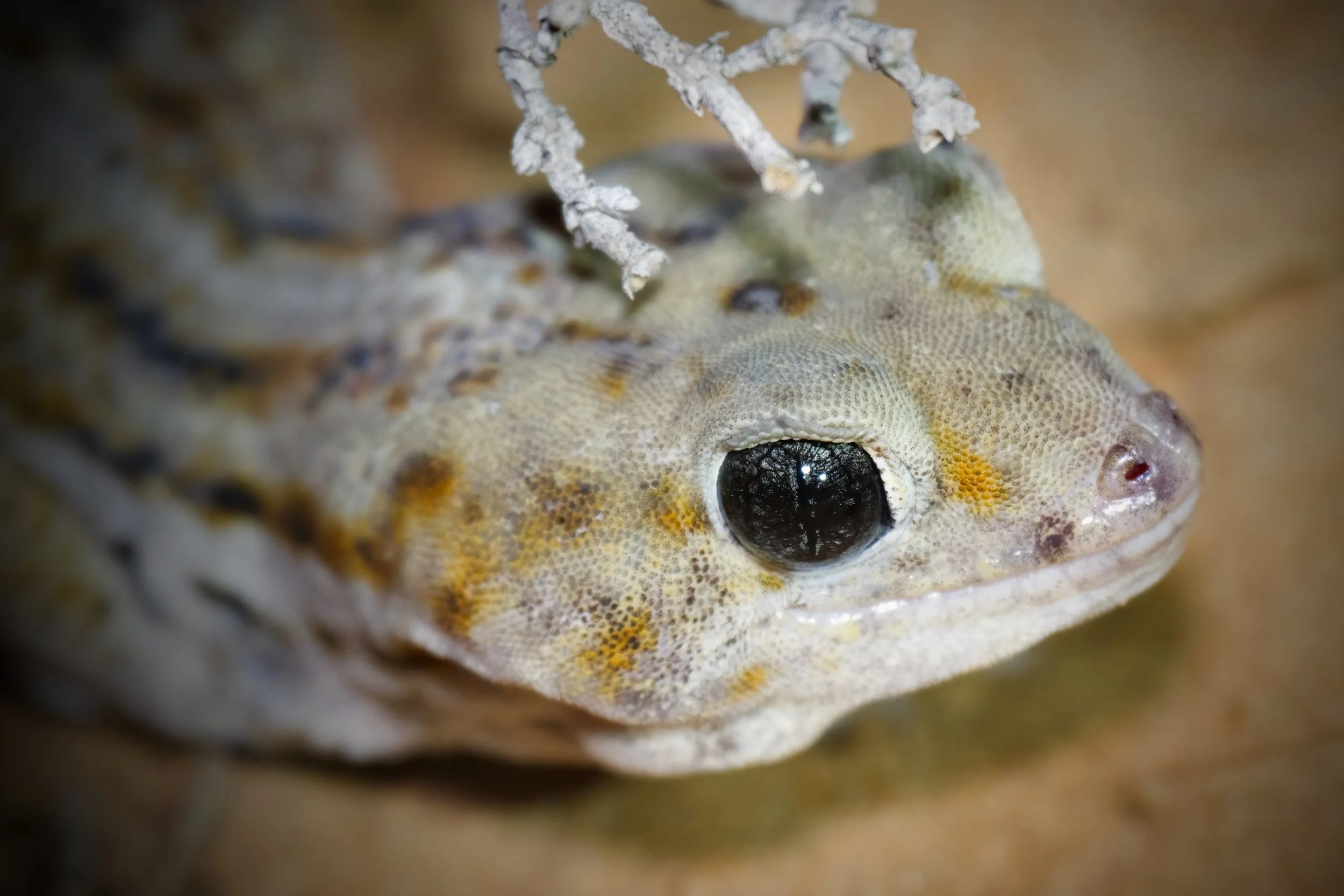 Keyserling's Wonder Gecko \ Teratoscincus keyserlingii