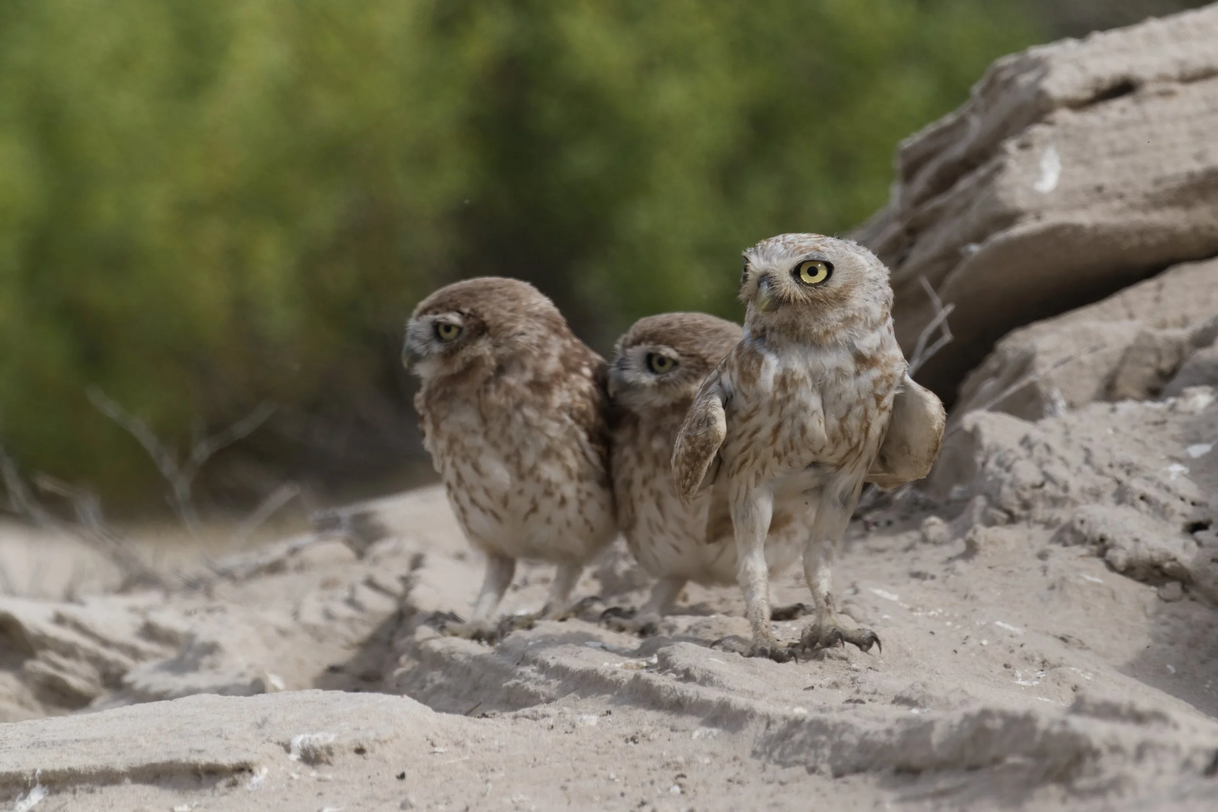 _Z094198 Little Owl.jpeg