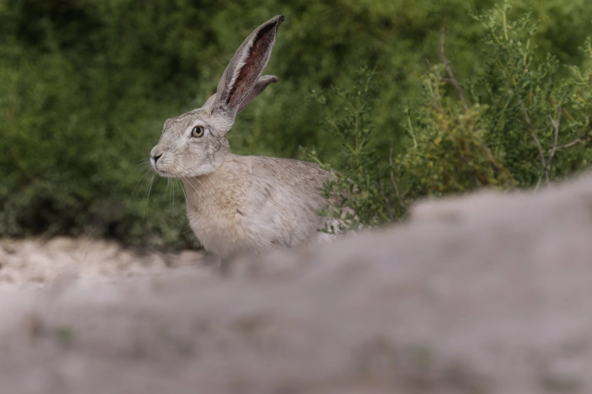 Cape Hare \ Lepus capensis