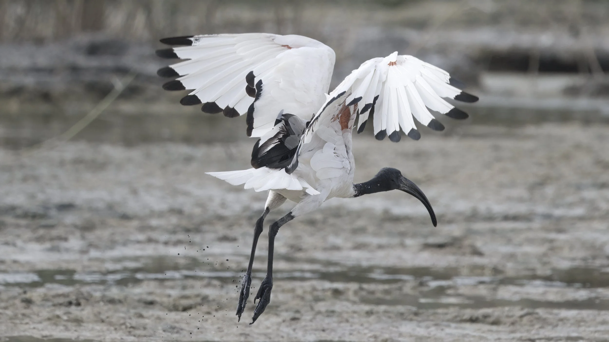 African Sacred Ibis (Threskiornis aethiopicus)