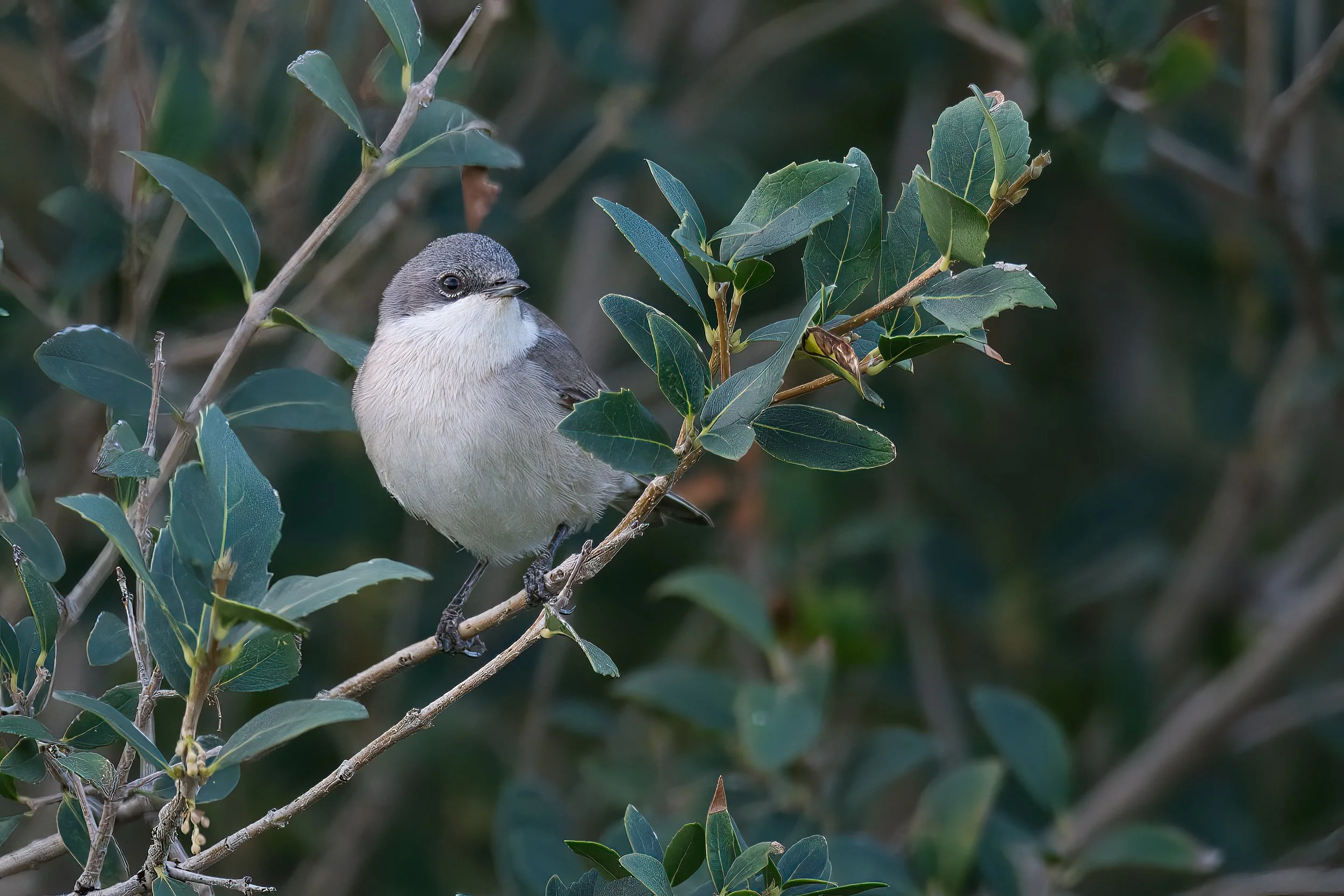 A small gray and white bird perched on a branch among green leaves.