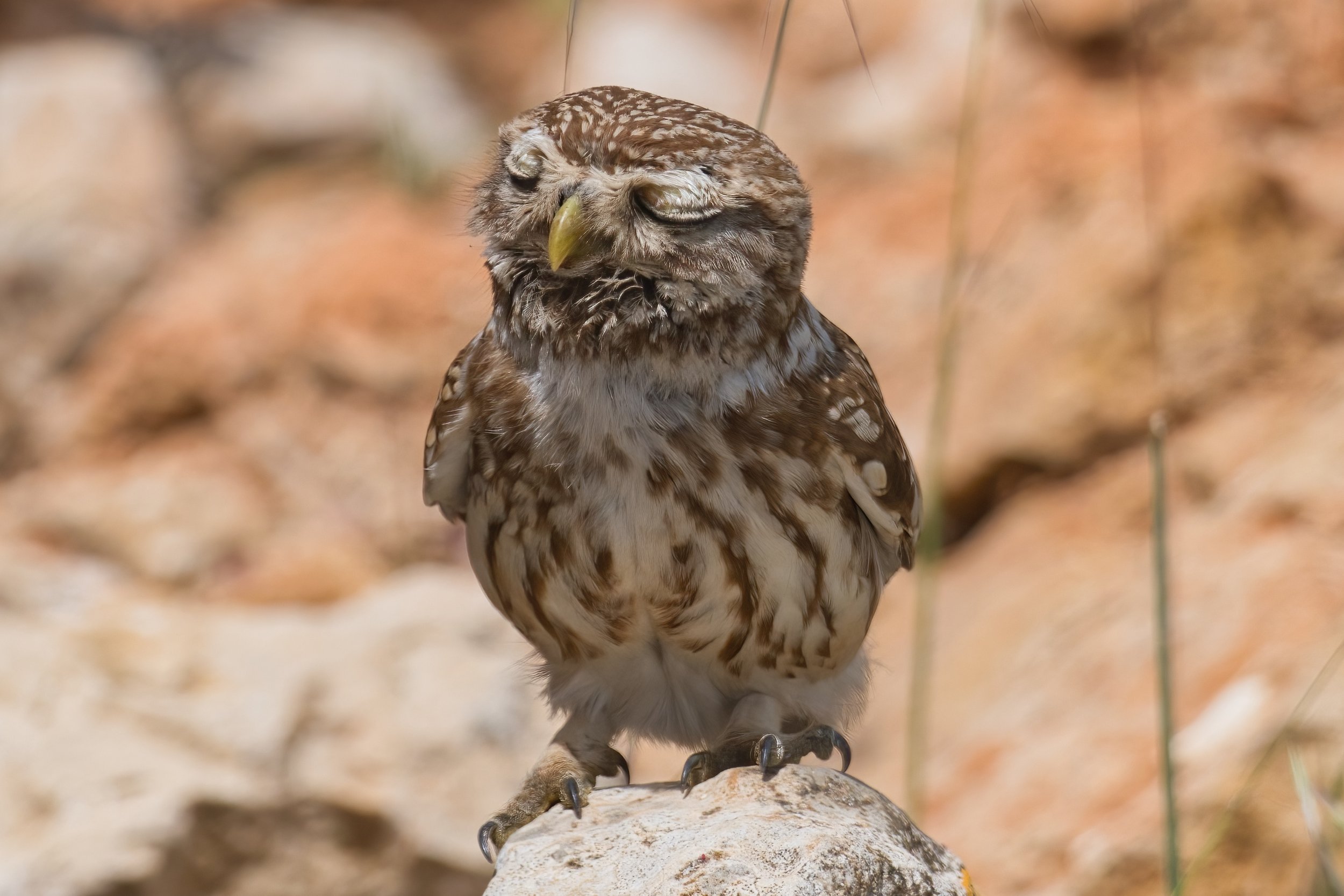 Little Owl - Lebanon Lebanon