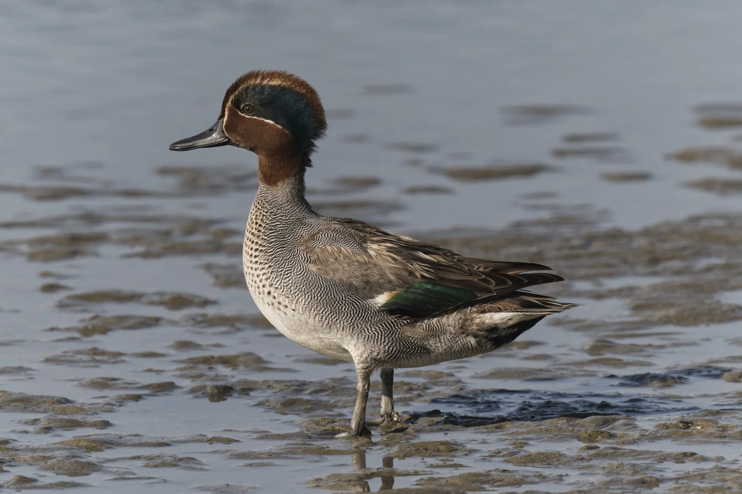 Eurasian Teal (Anas crecca)