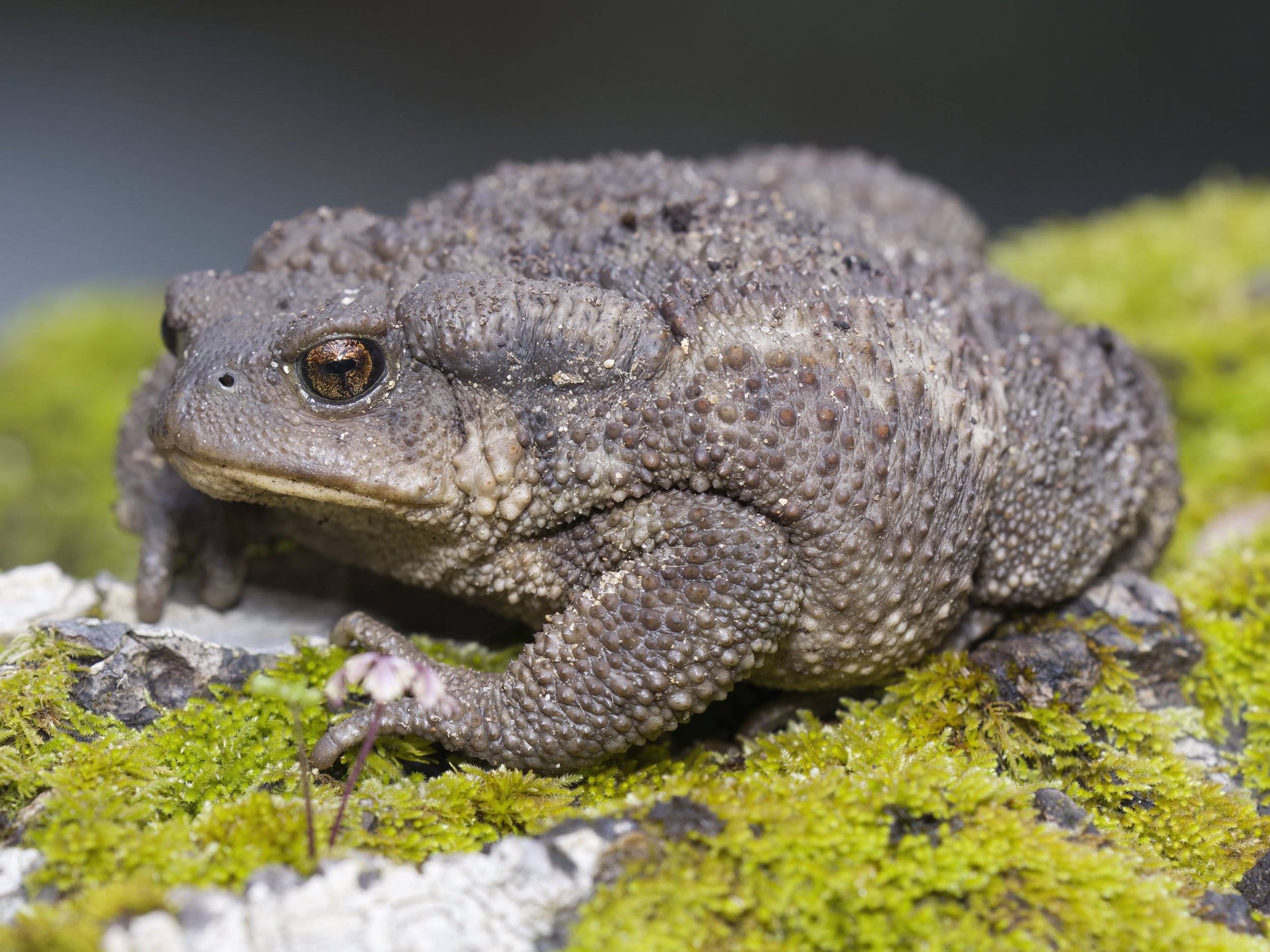 Toads Reptiles