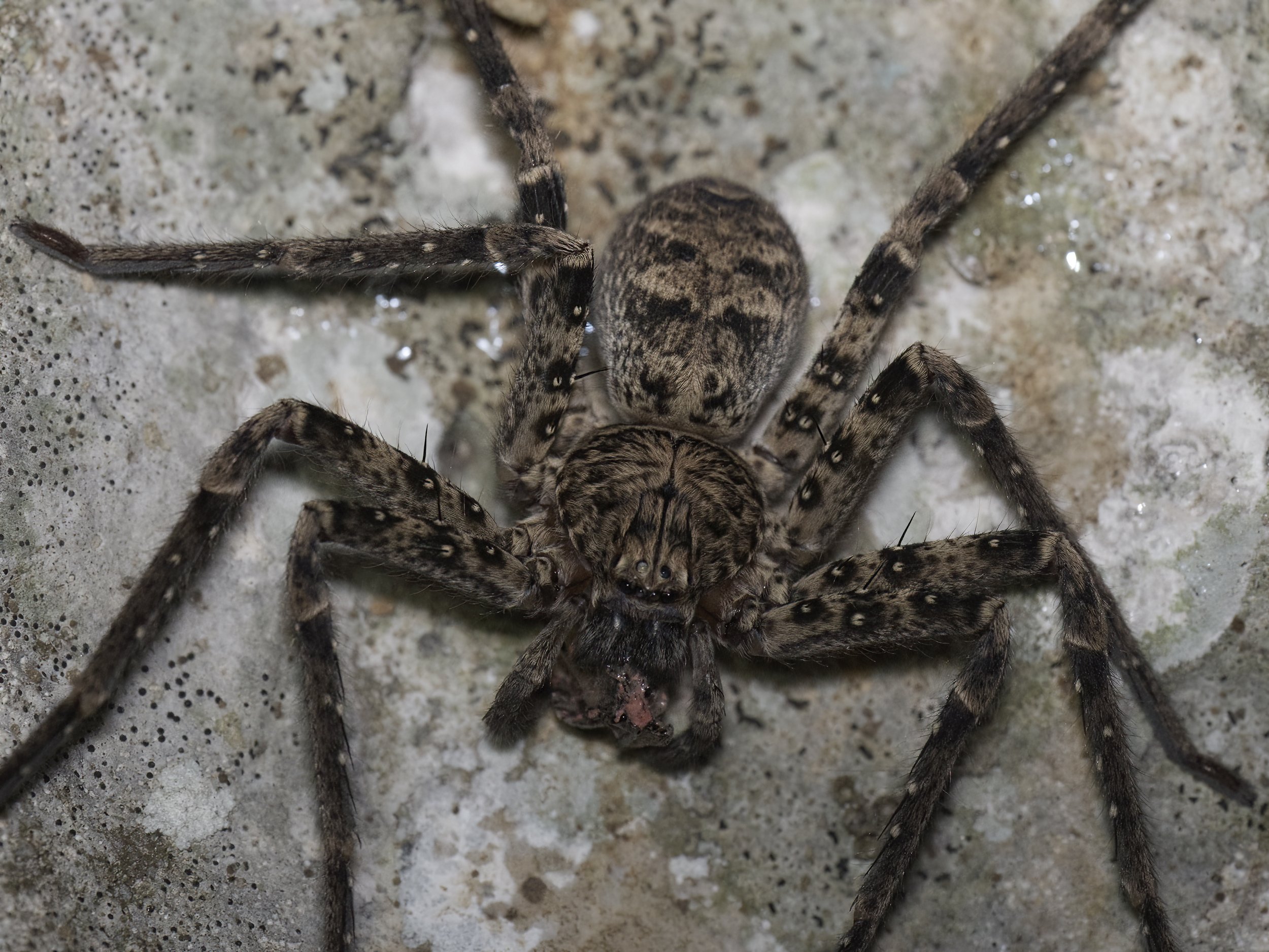 Z09_3042-huntsman spider.jpeg