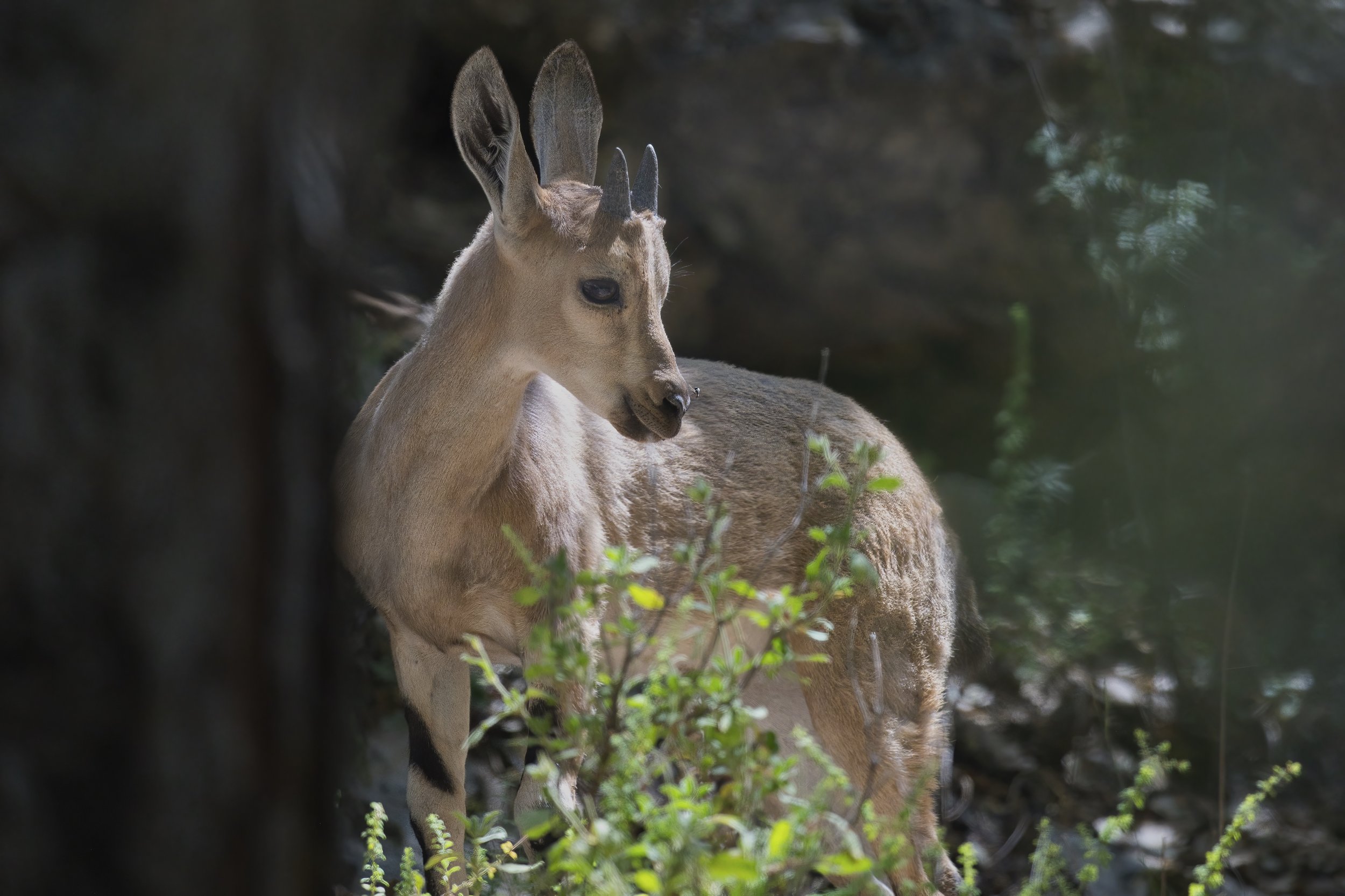 Nubian Ibex
