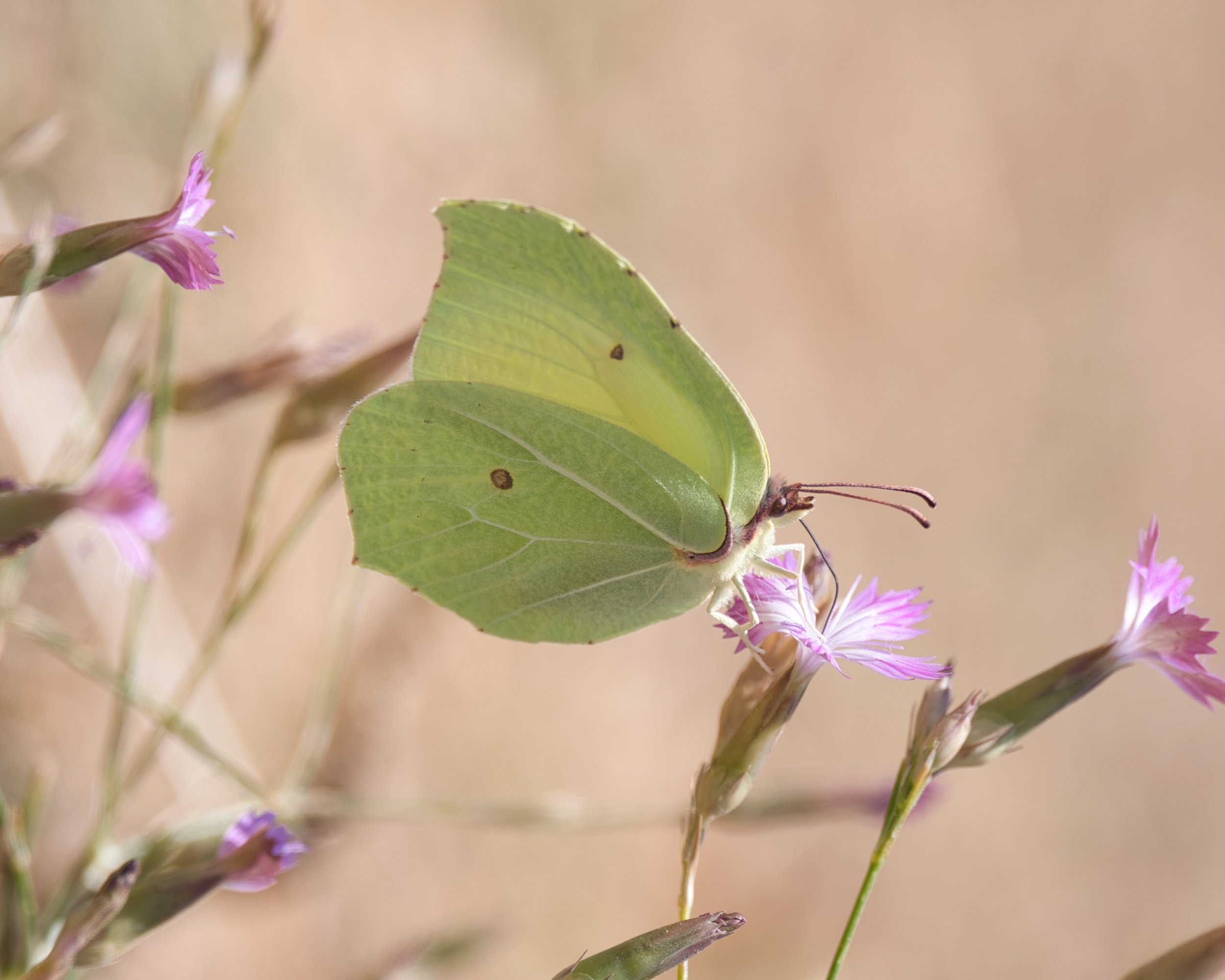 Butterfly photo Lebanon