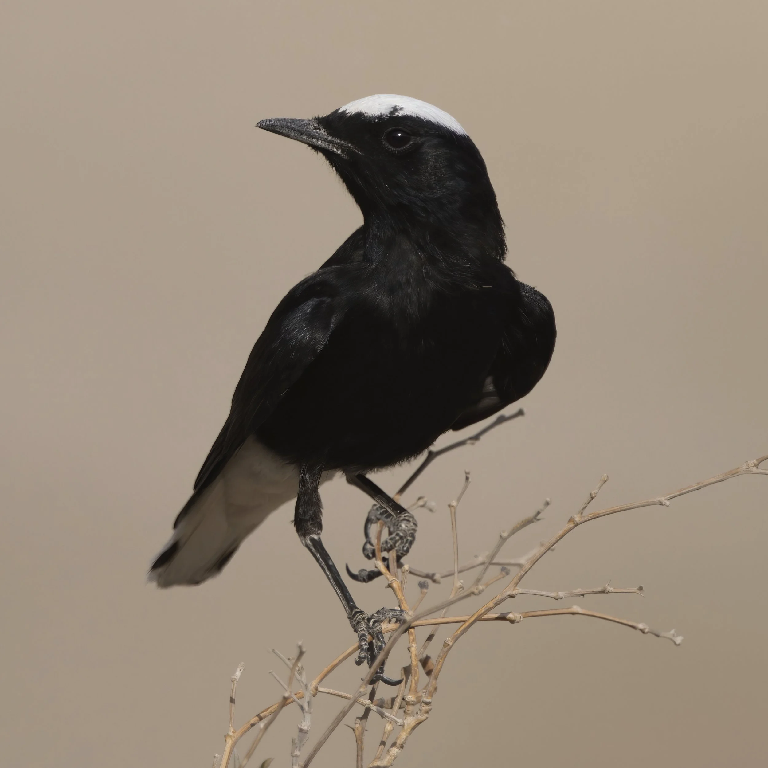 White-crowned Wheatear / Oenanthe leucopyga