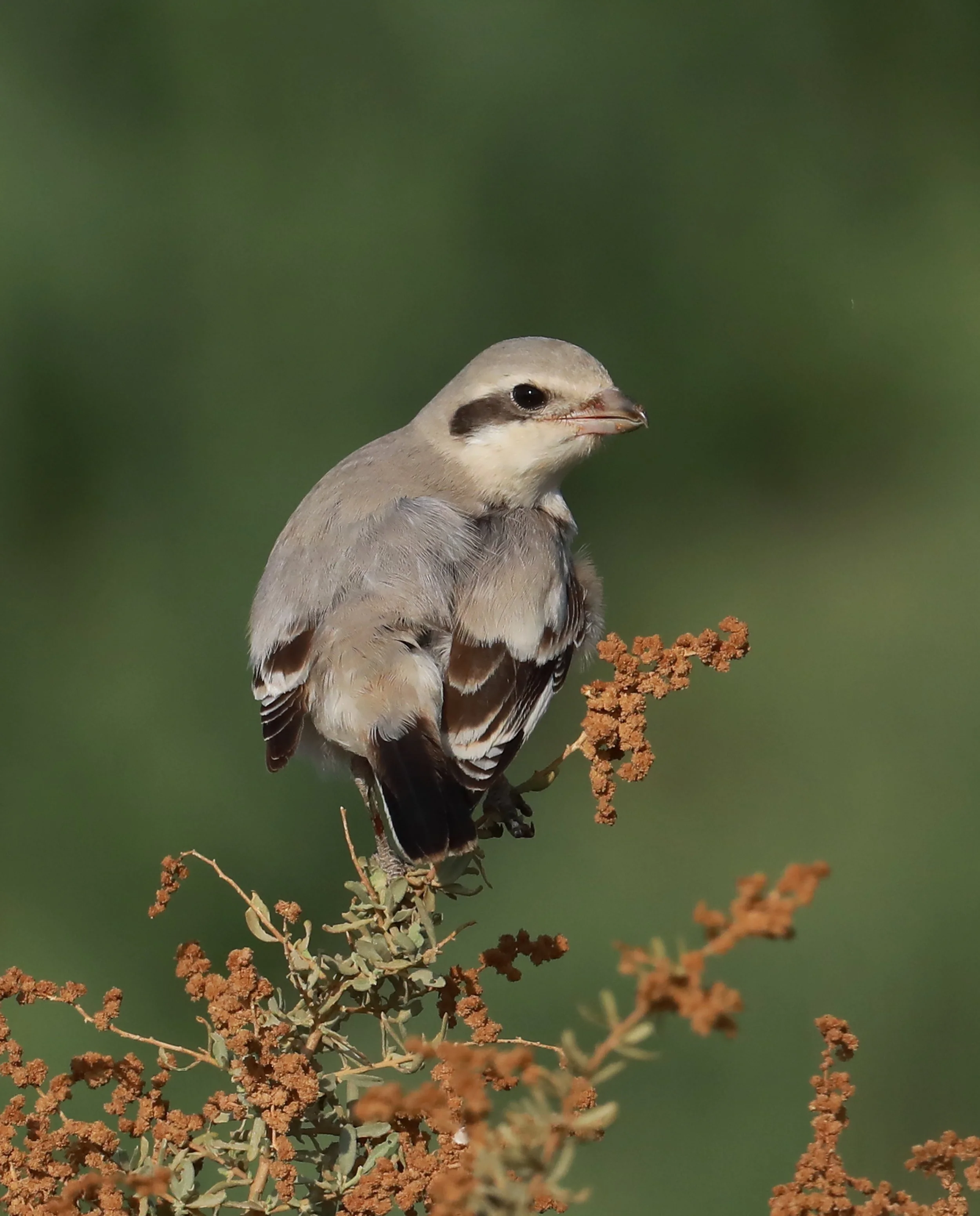 Photo Credit: Paul Kinnock