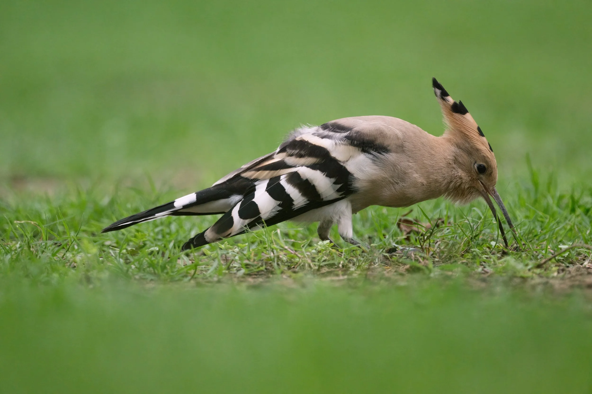 Eurasian Hoopoe (هدهد أوراسي)