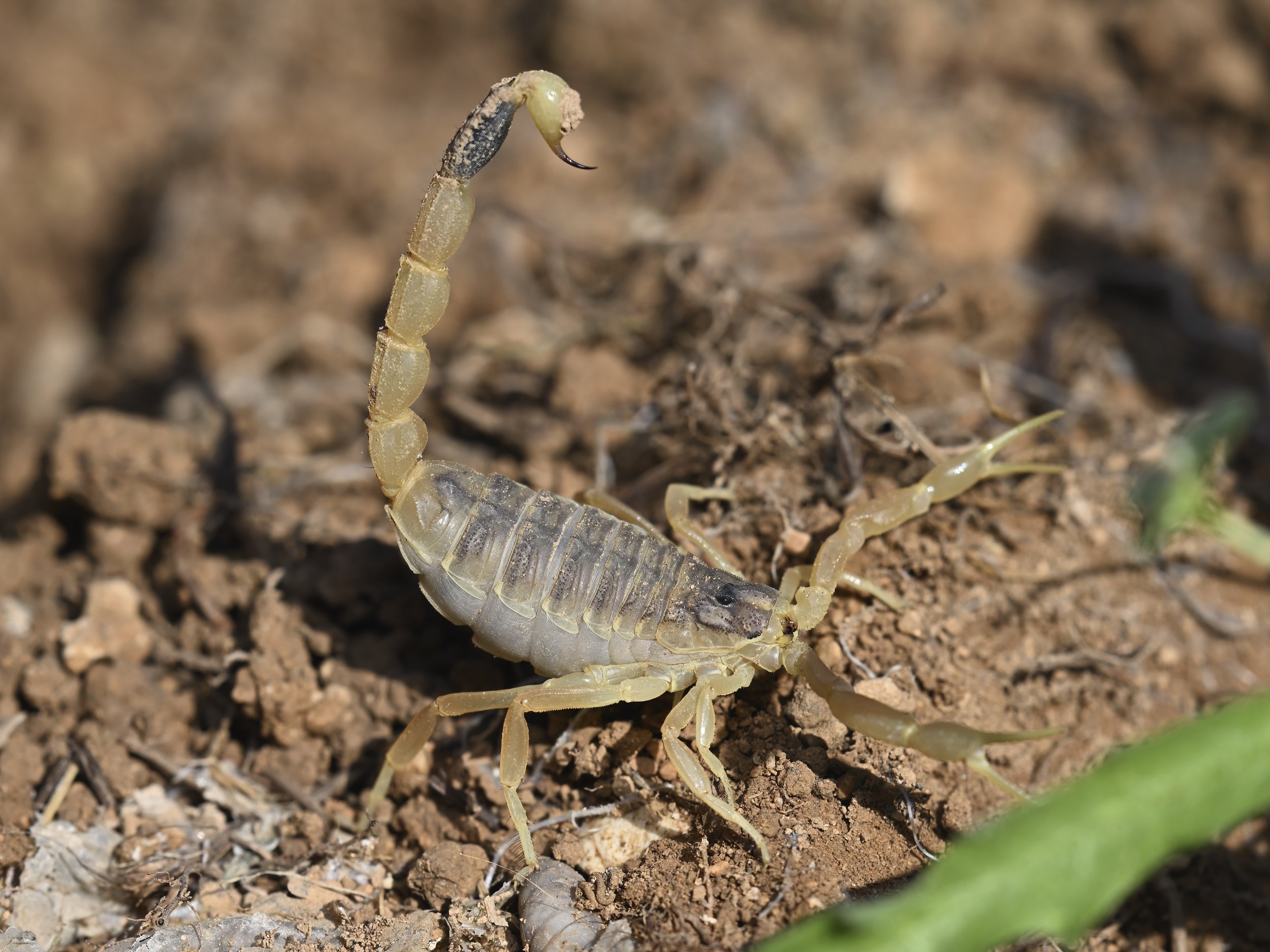 herping lebanon