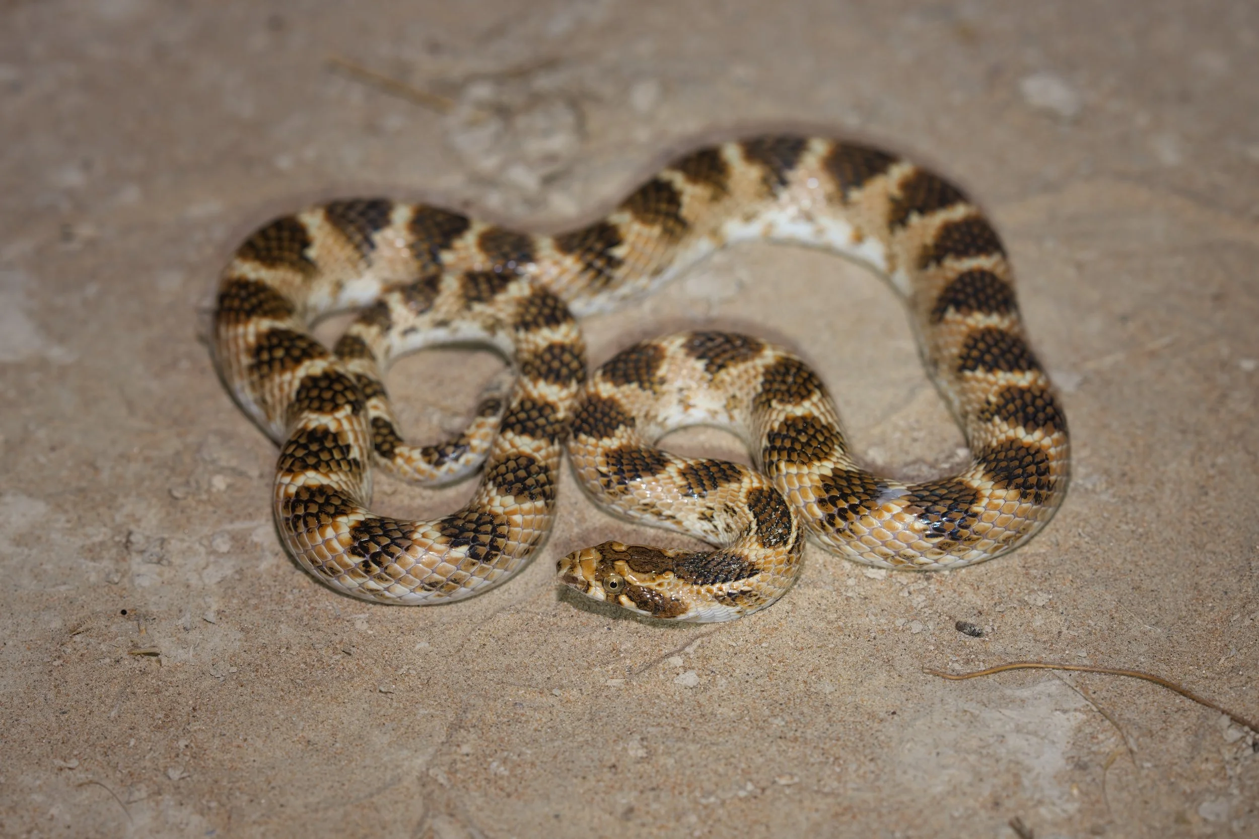 Crowned Leaf-nosed Snake \ Lytorhynchus diadema