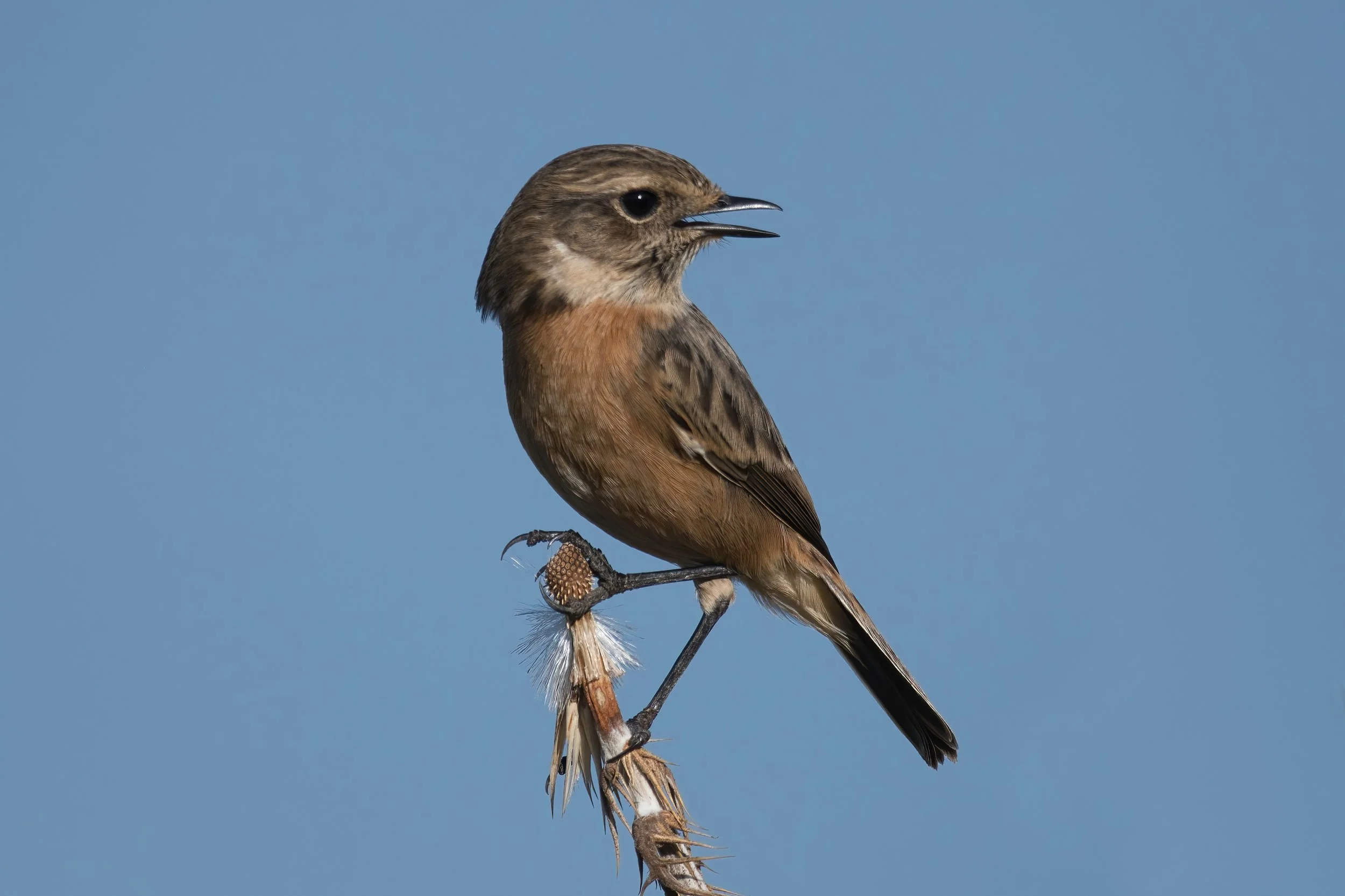 European Stonechat (القليعي الأوروبي) \ Saxicola rubicola