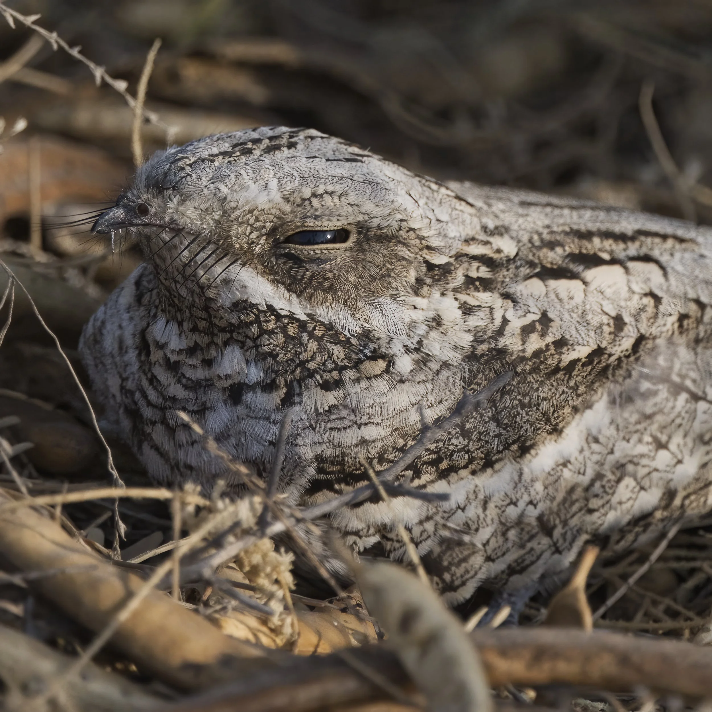 European Nightjar (Caprimulgus europaeus)