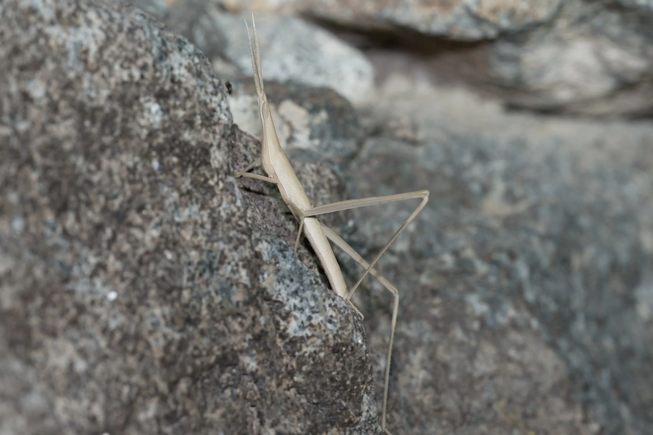 Long-headed Grasshopper (Truxalis sp.)