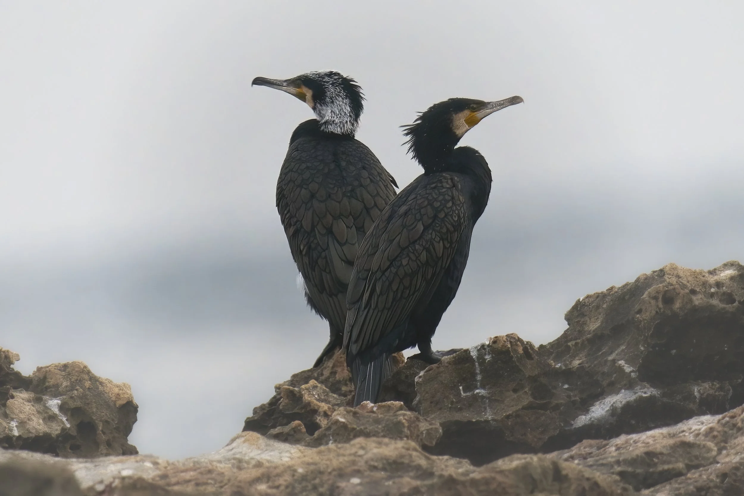 Great Cormorant (Phalacrocorax carbo)