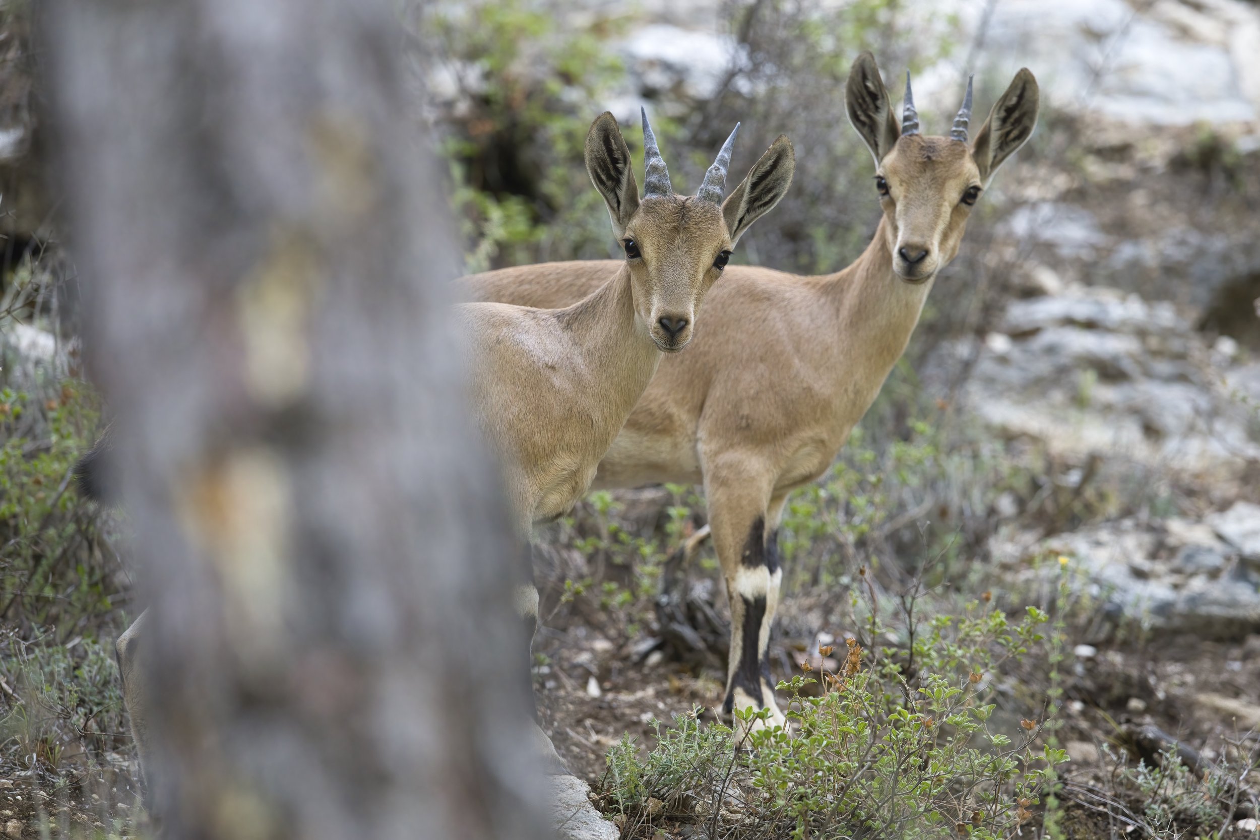 Nubian Ibex lebanon