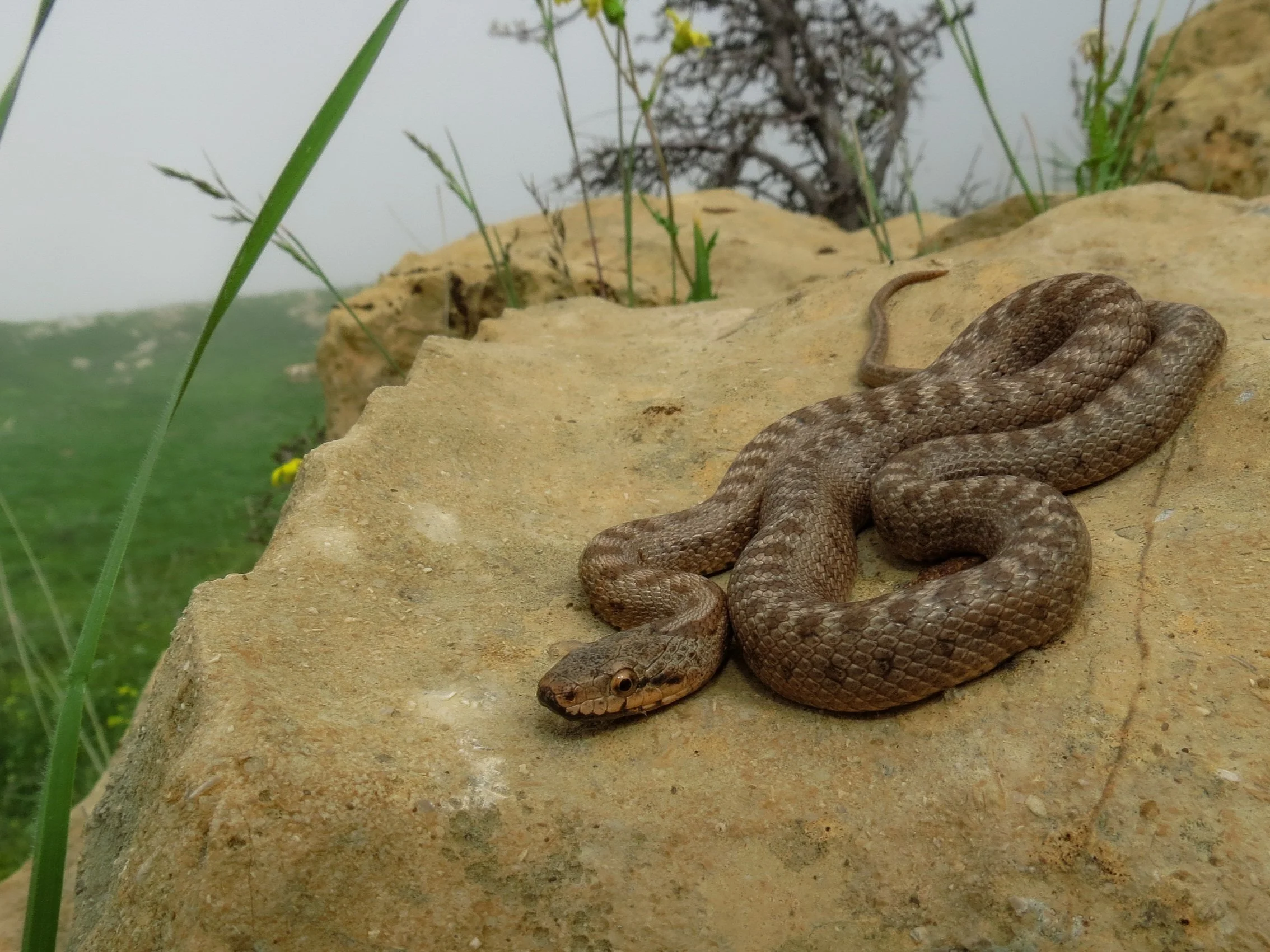 Photo credit : Jad Mershed