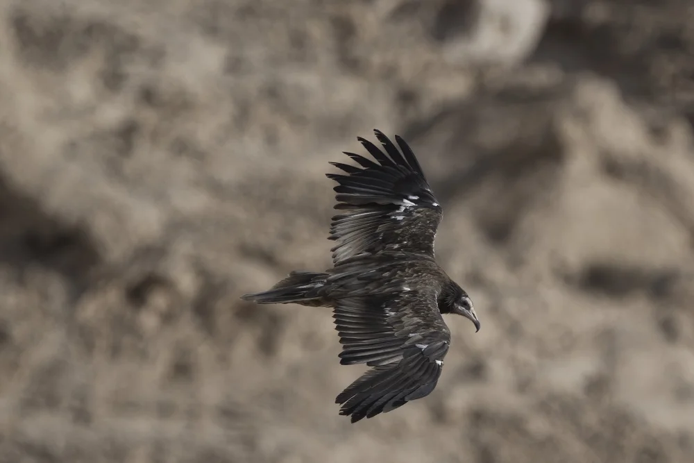 Egyptian Vulture Colony Jebel Hafeet UAE