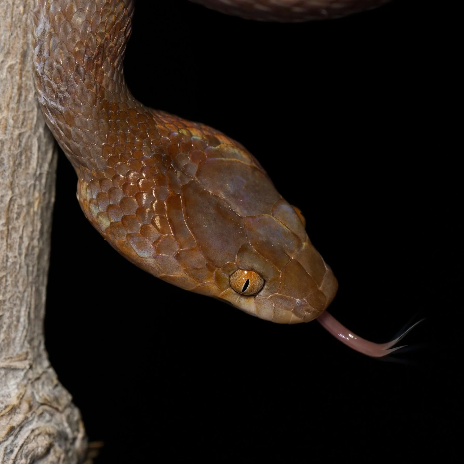 Arabian Cat Snake (Telescopus dhara)