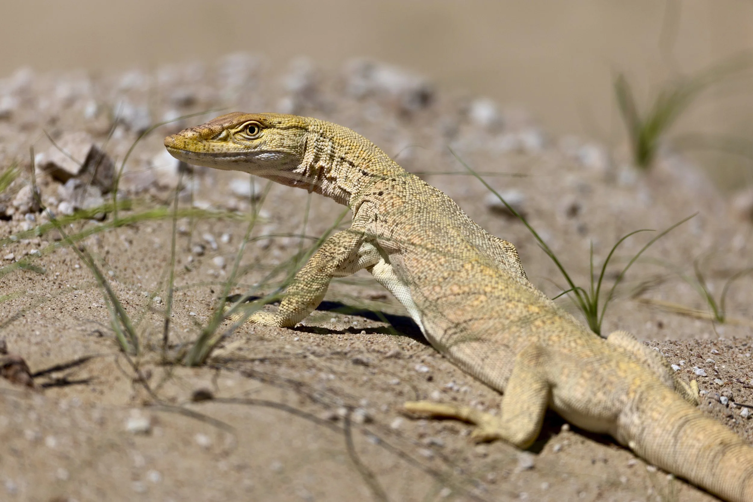 Desert Monitor \ Varanus griseus