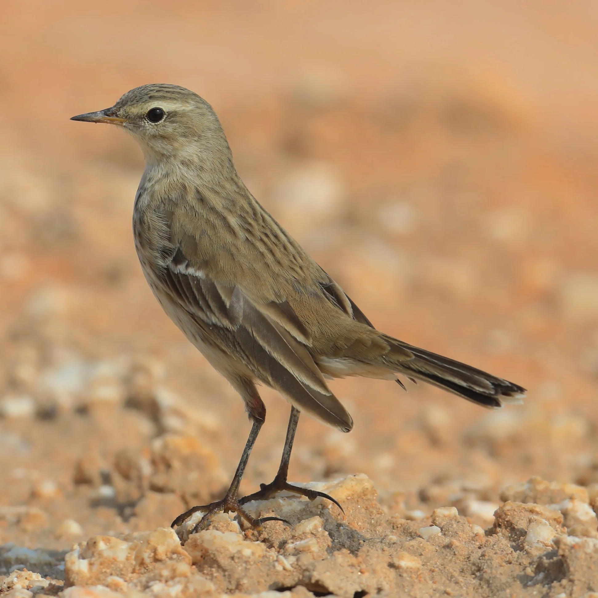 Water Pipit \ Anthus spinoletta