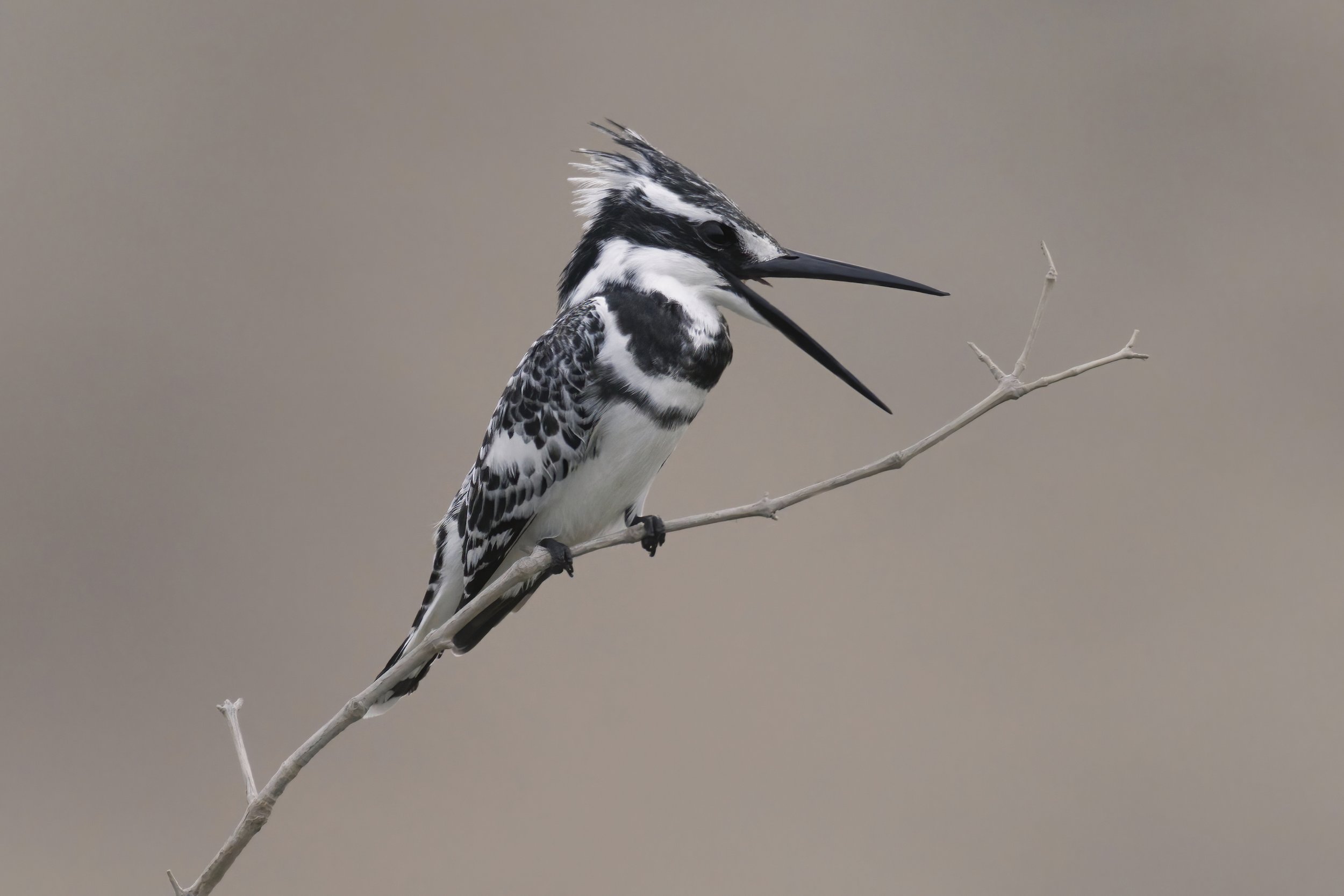 Pied Kingfisher ( Ceryle rudis )