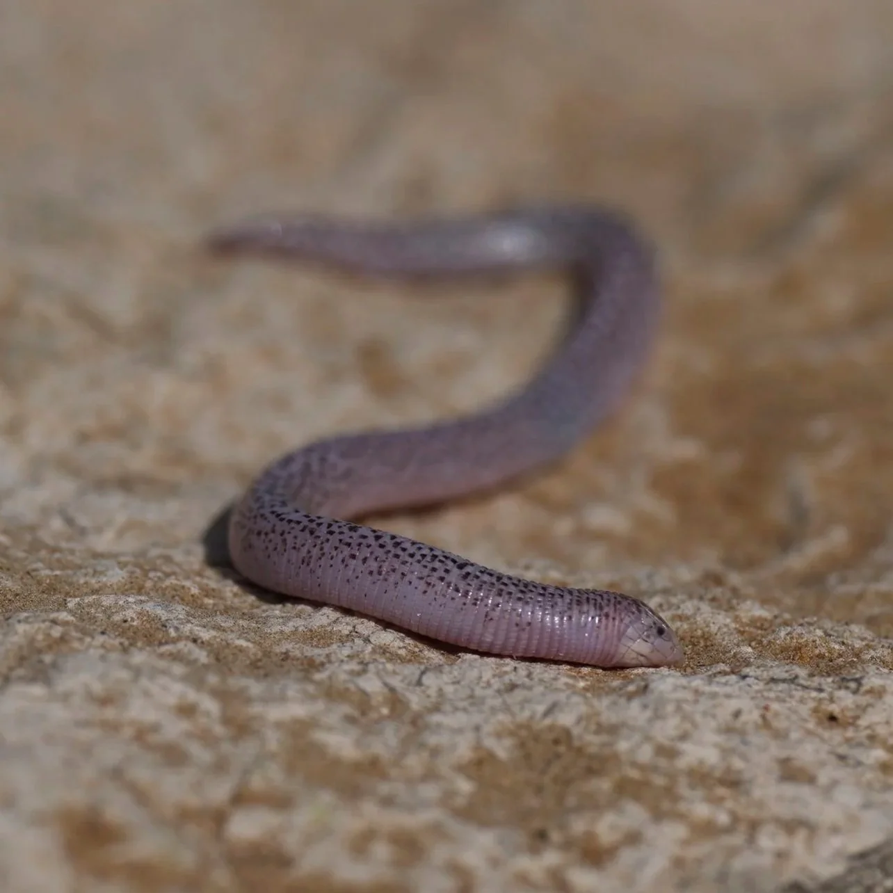 Zarudnyi's Worm Lizard (Diplometopon zarudnyi)