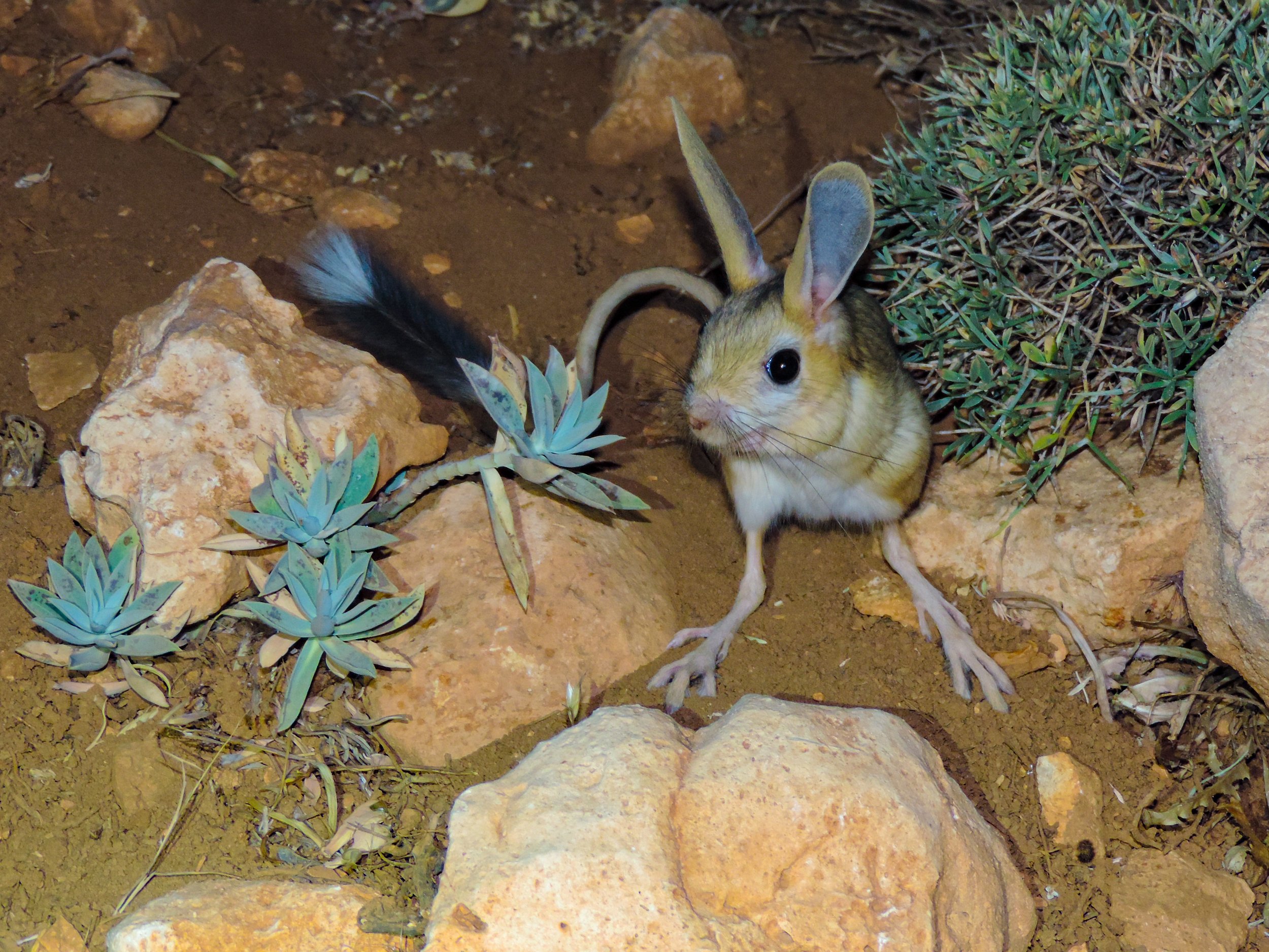 Euphrates Jerboa By: Rami Khashab