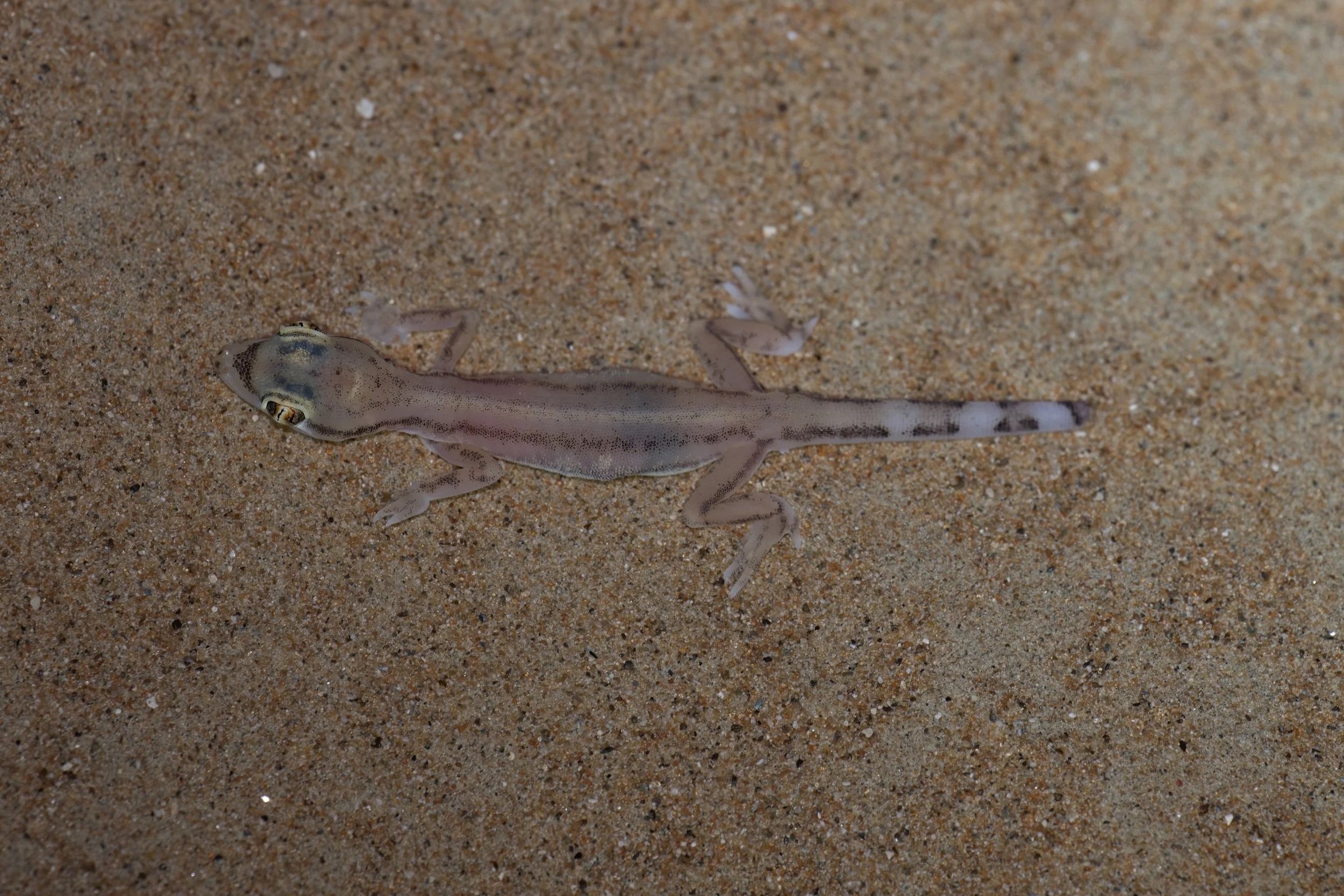 Arabian Web-footed Sand Gecko \ Trigonodactylus arabicus