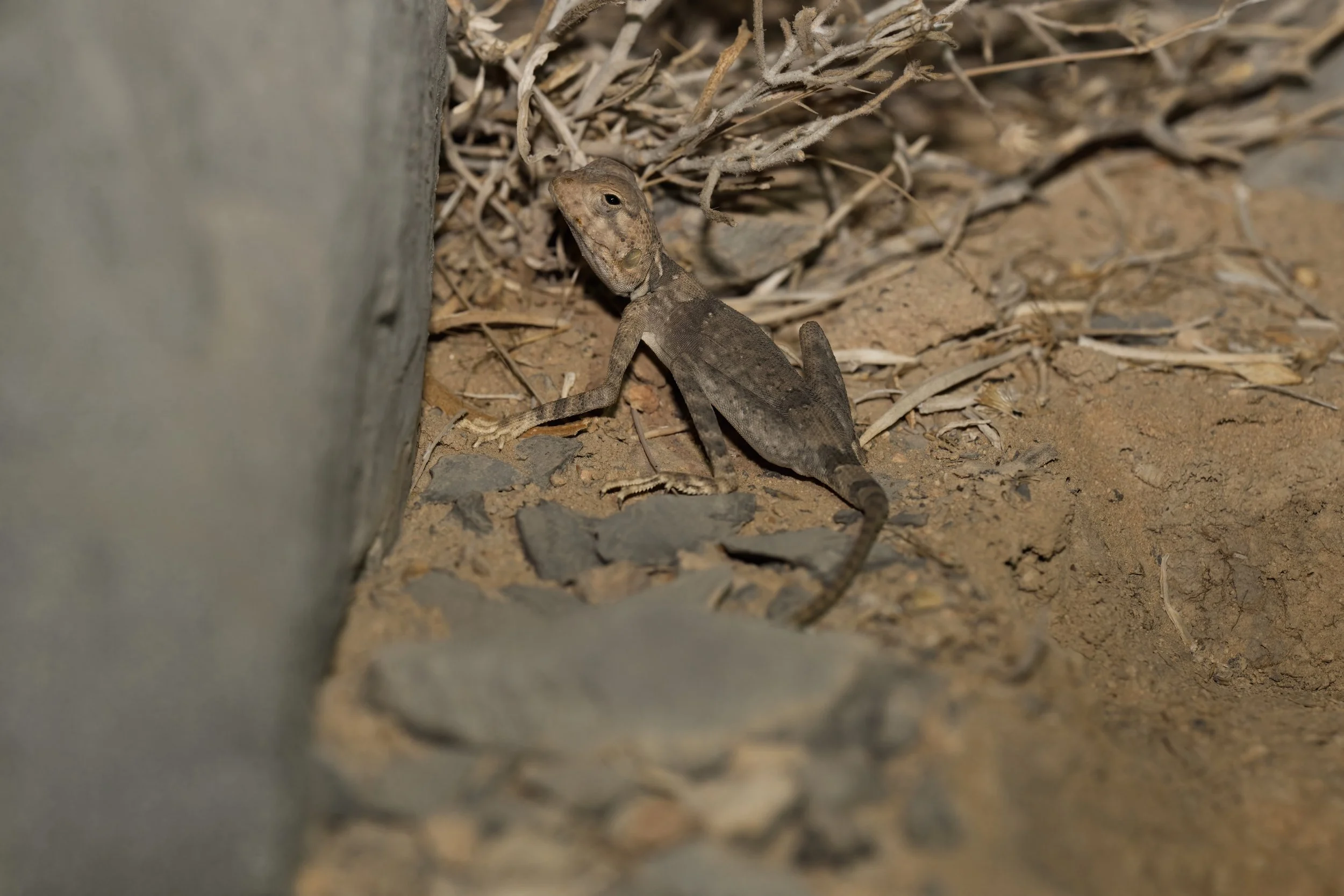Hajar Rock Agama \  Pseudotrapelus jensvindumi( ) Agama,UAE 