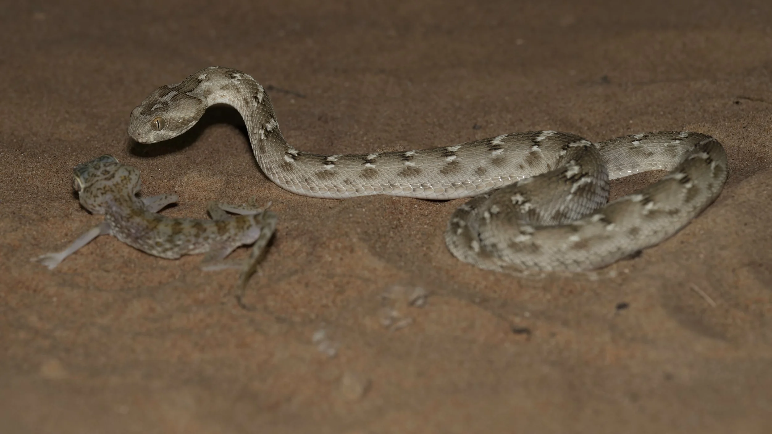 A desert scene with a snake and two frogs.