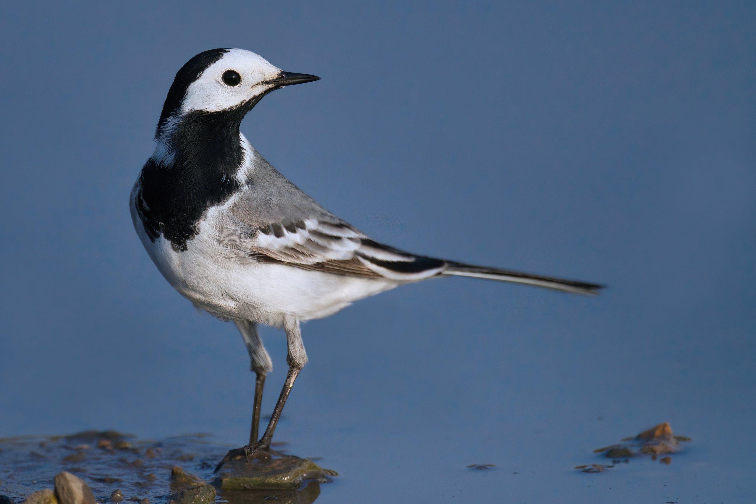 White Wagtail - Lebanon Lebanon