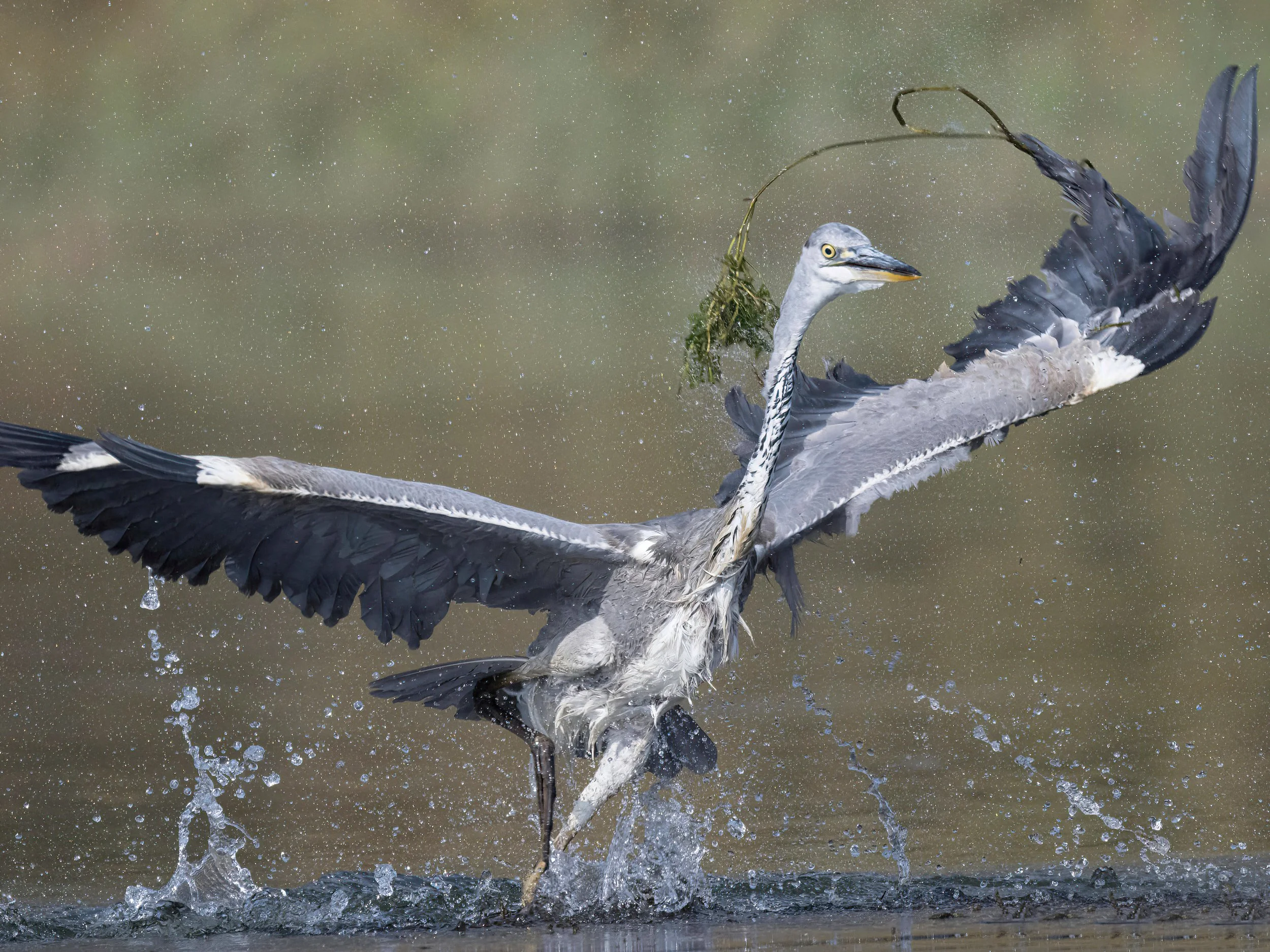Harald_Graureiher_3000x2500px - Kopie-Motion.jpeg