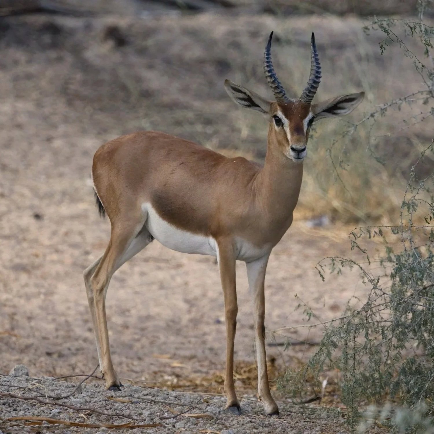 Arabian Sand Gazelle | غزال الريم العربي | Gazella marica — Wildlife ...