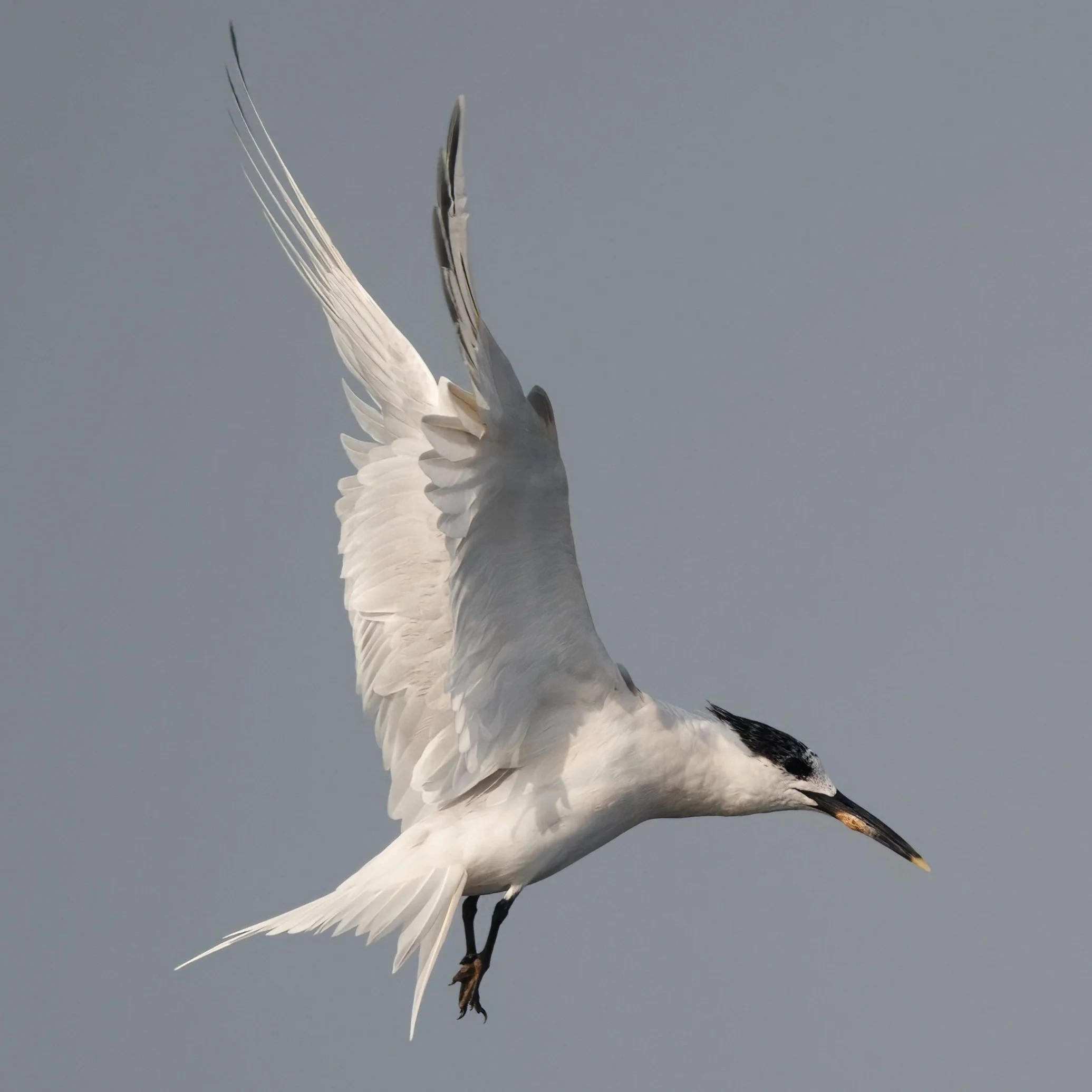 Sandwich Tern (Thalasseus sandvicensis)