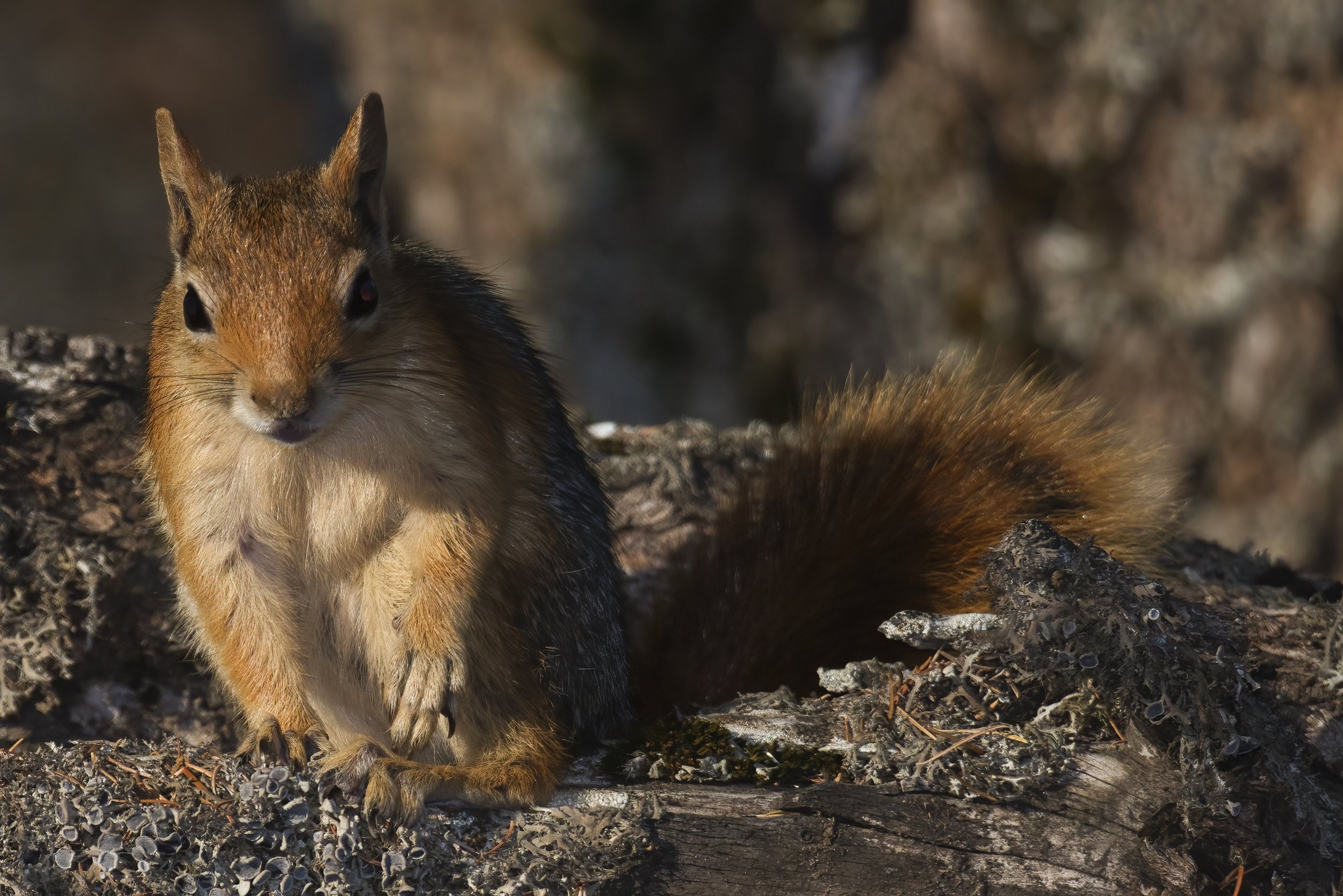 Mammals Lebanon