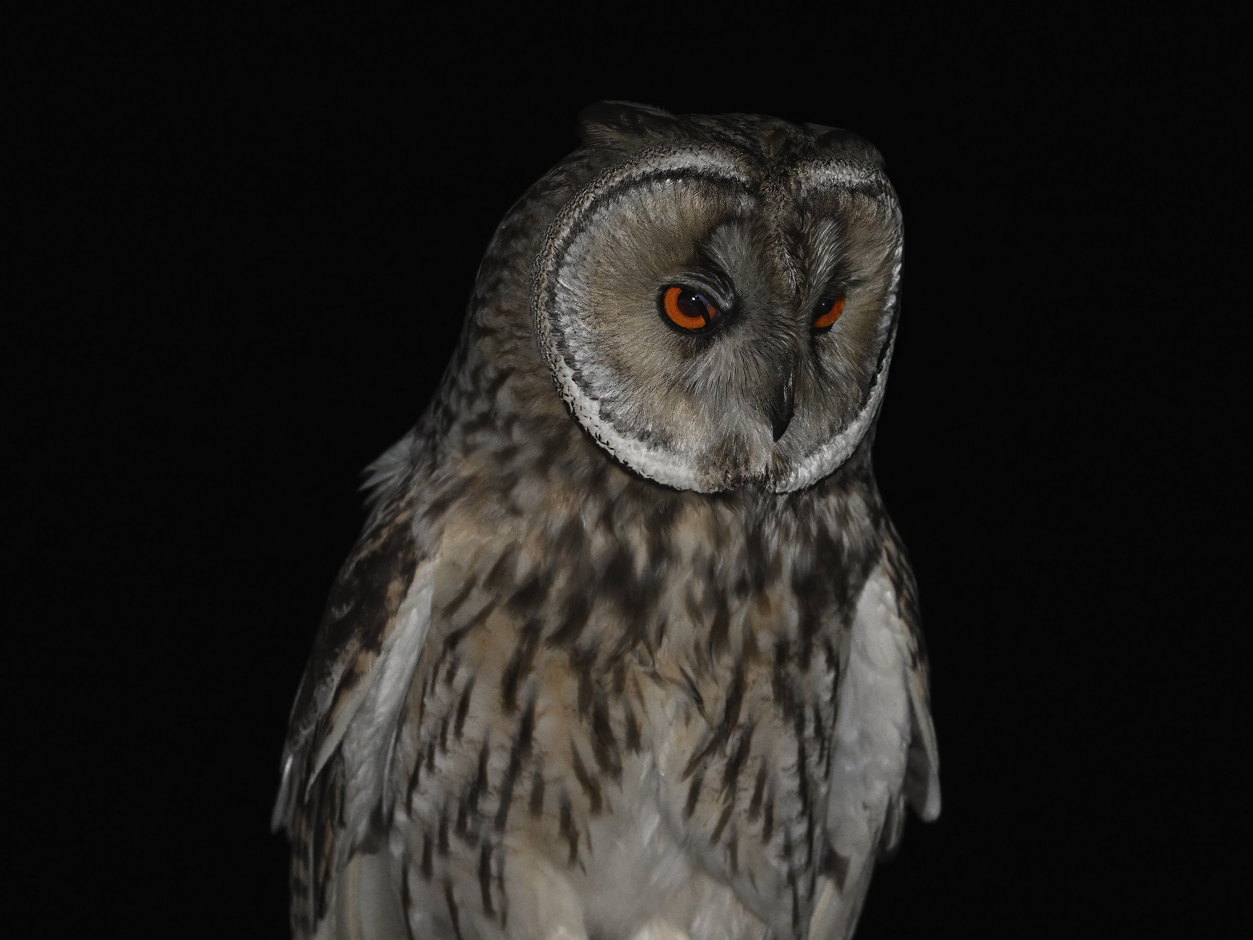 Professional Owls Photography