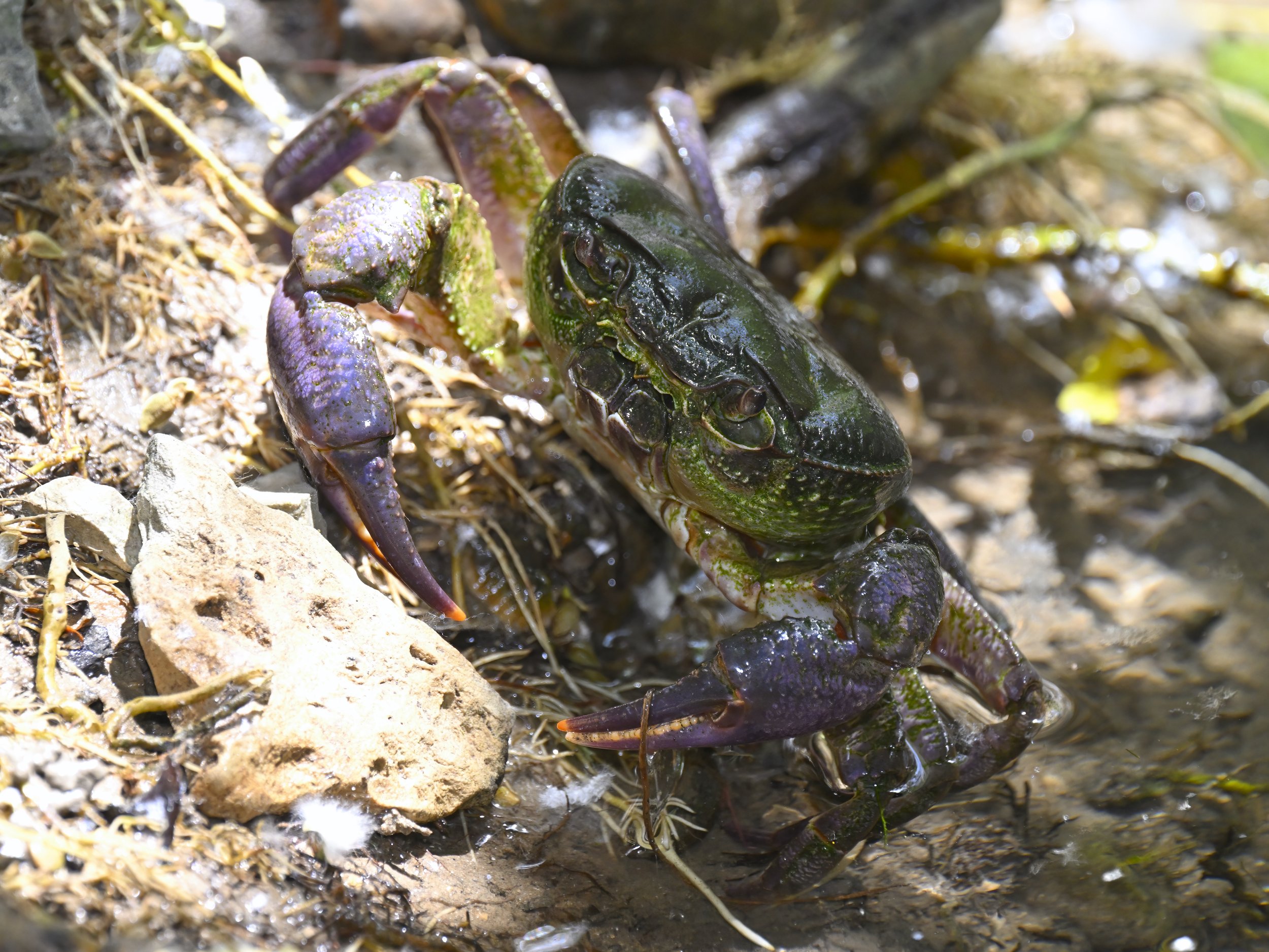Levantine Freshwater Crab (Potamon potamios)