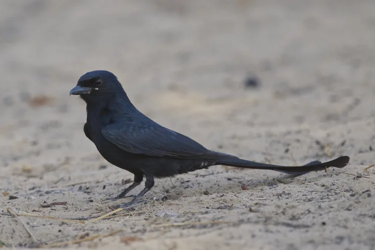 Black Drongo, UAE