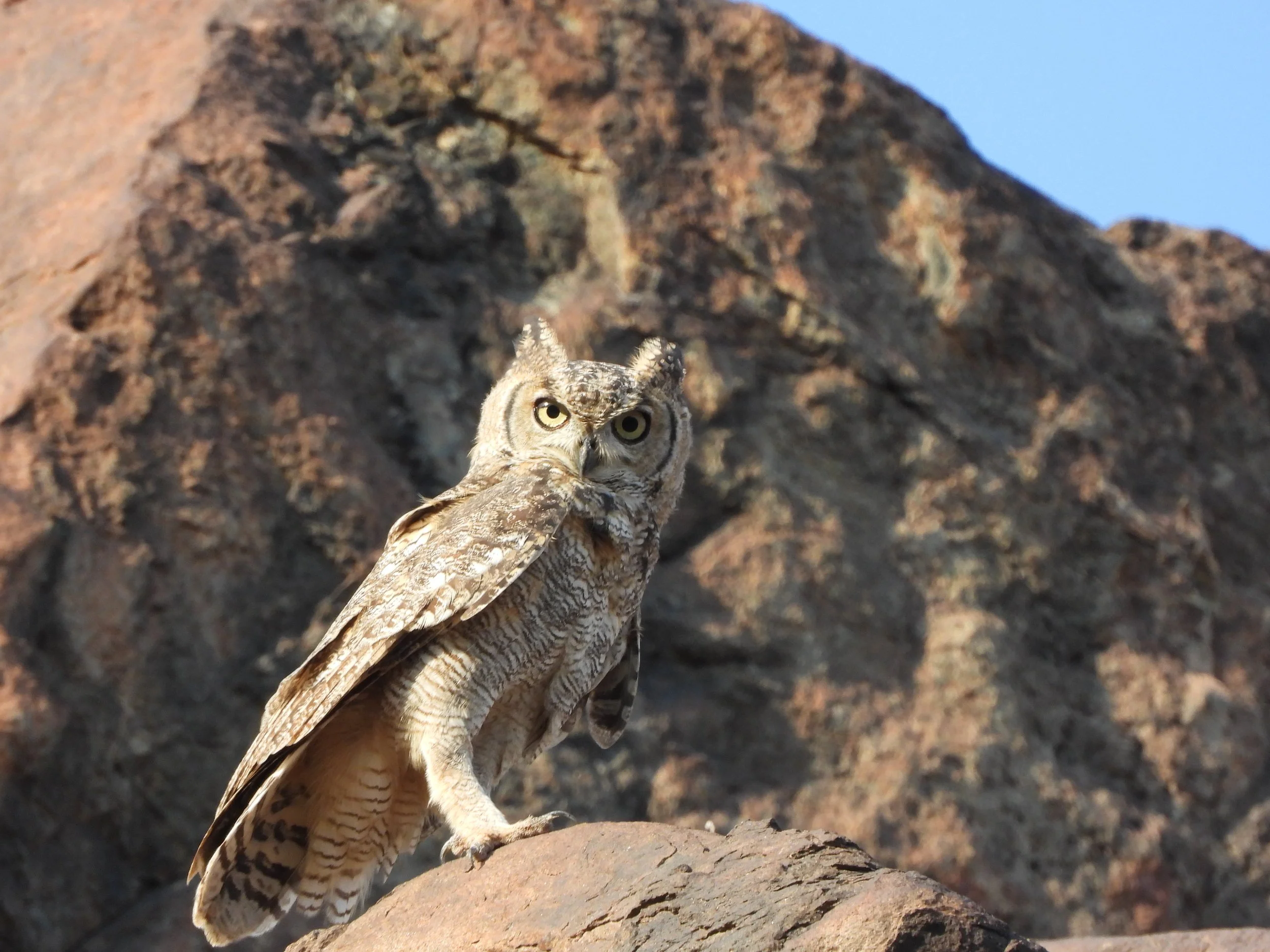 Arabian Eagle-owl \ Bubo milesi in UAE