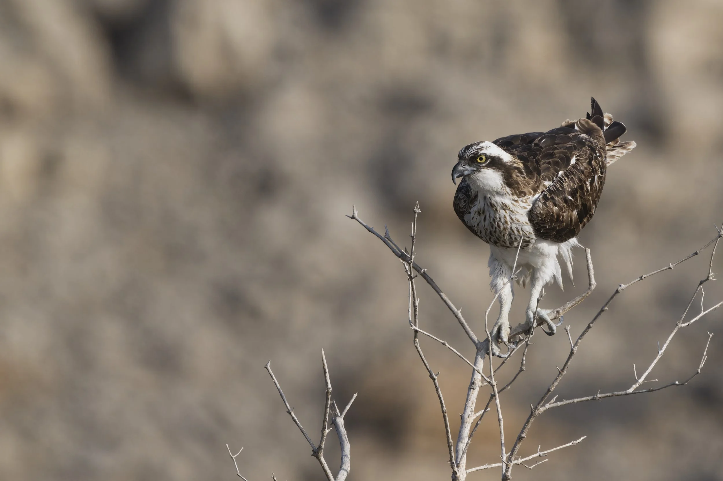 Birds watching trips UAE
