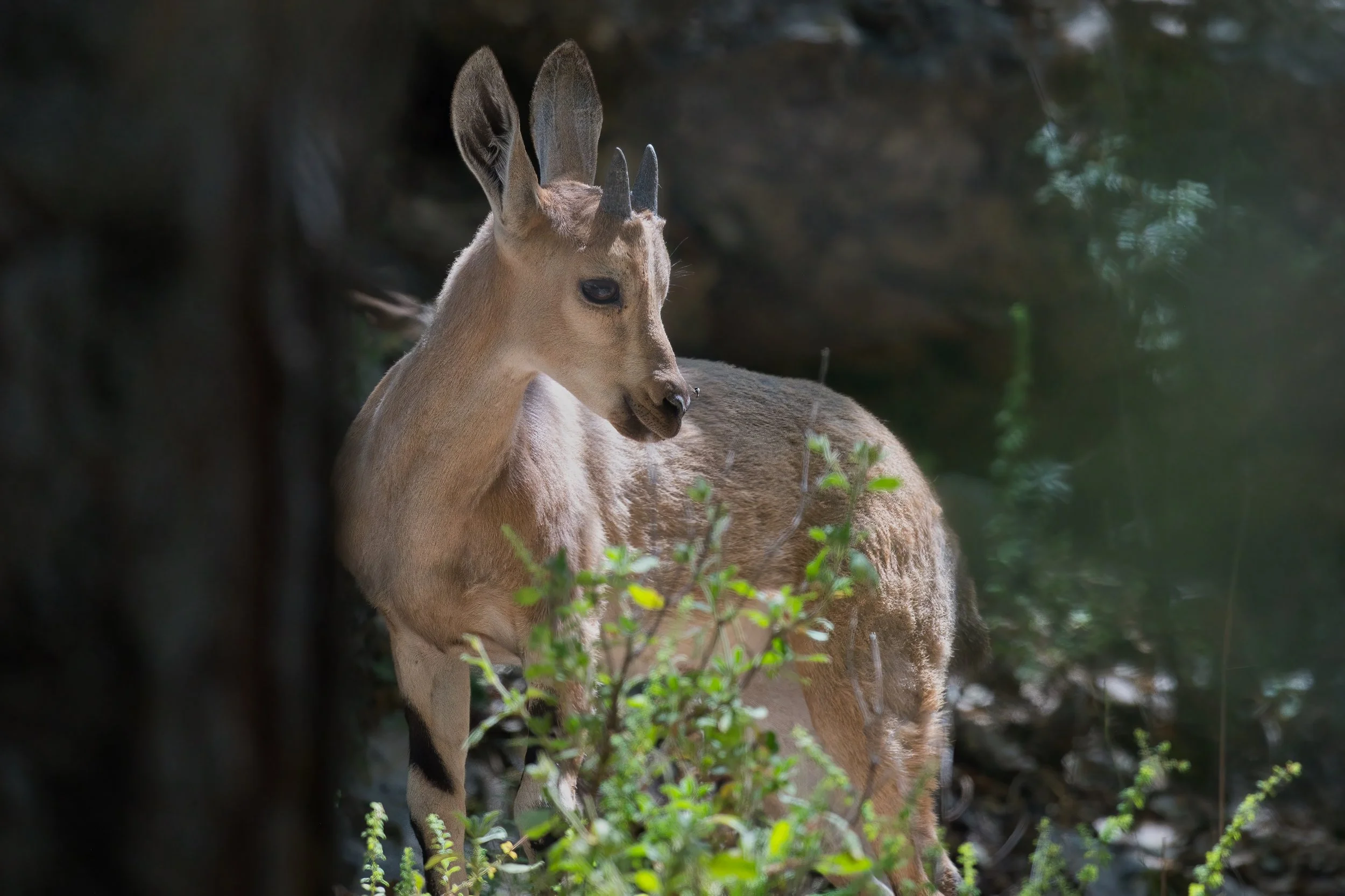 Nubian Ibex wildlife lebanon