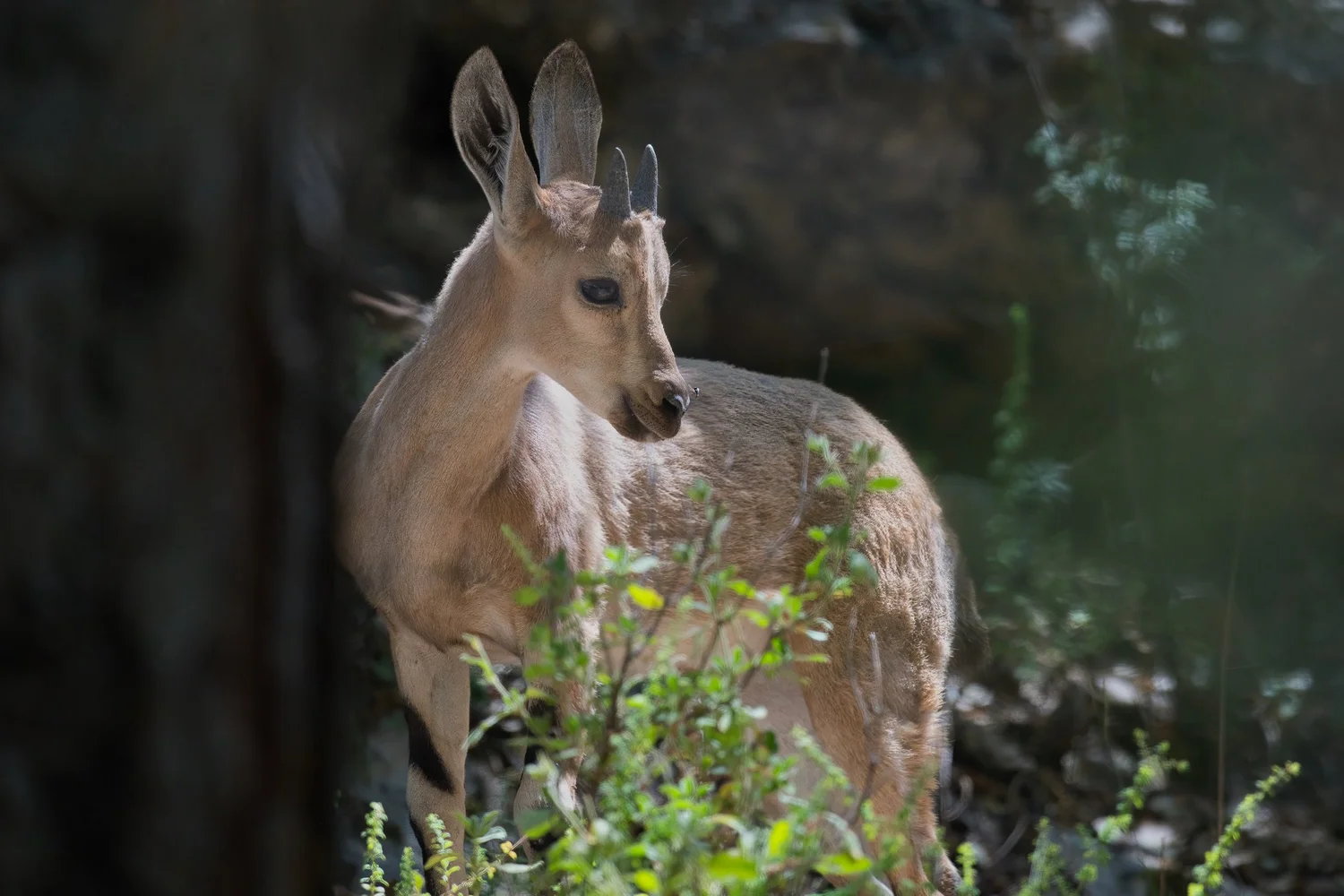 Nubian Ibex, Lebanon