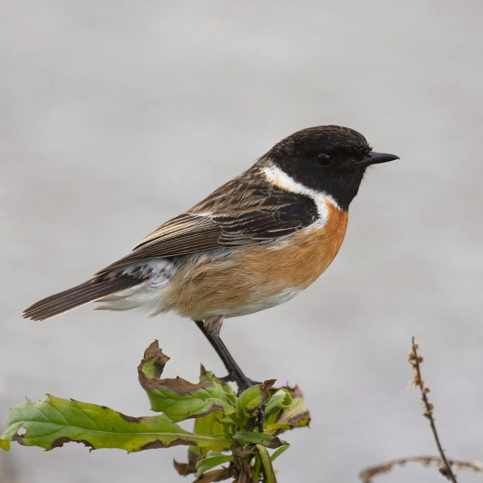 European Stonechat (Saxicola rubicola)