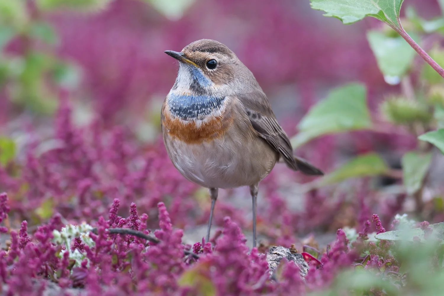 Bluethroat, Lebanon