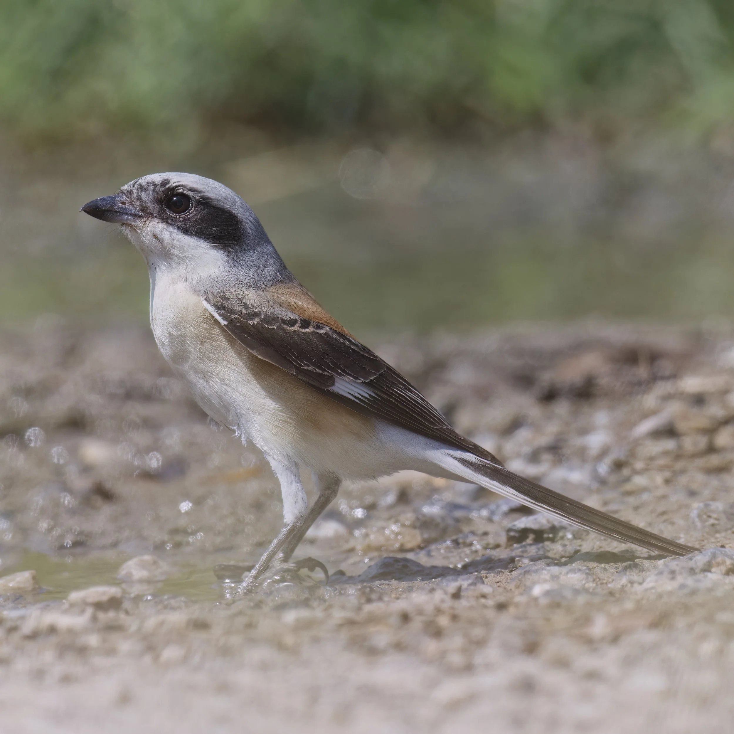 Bay-backed Shrike (Lanius vittatus)