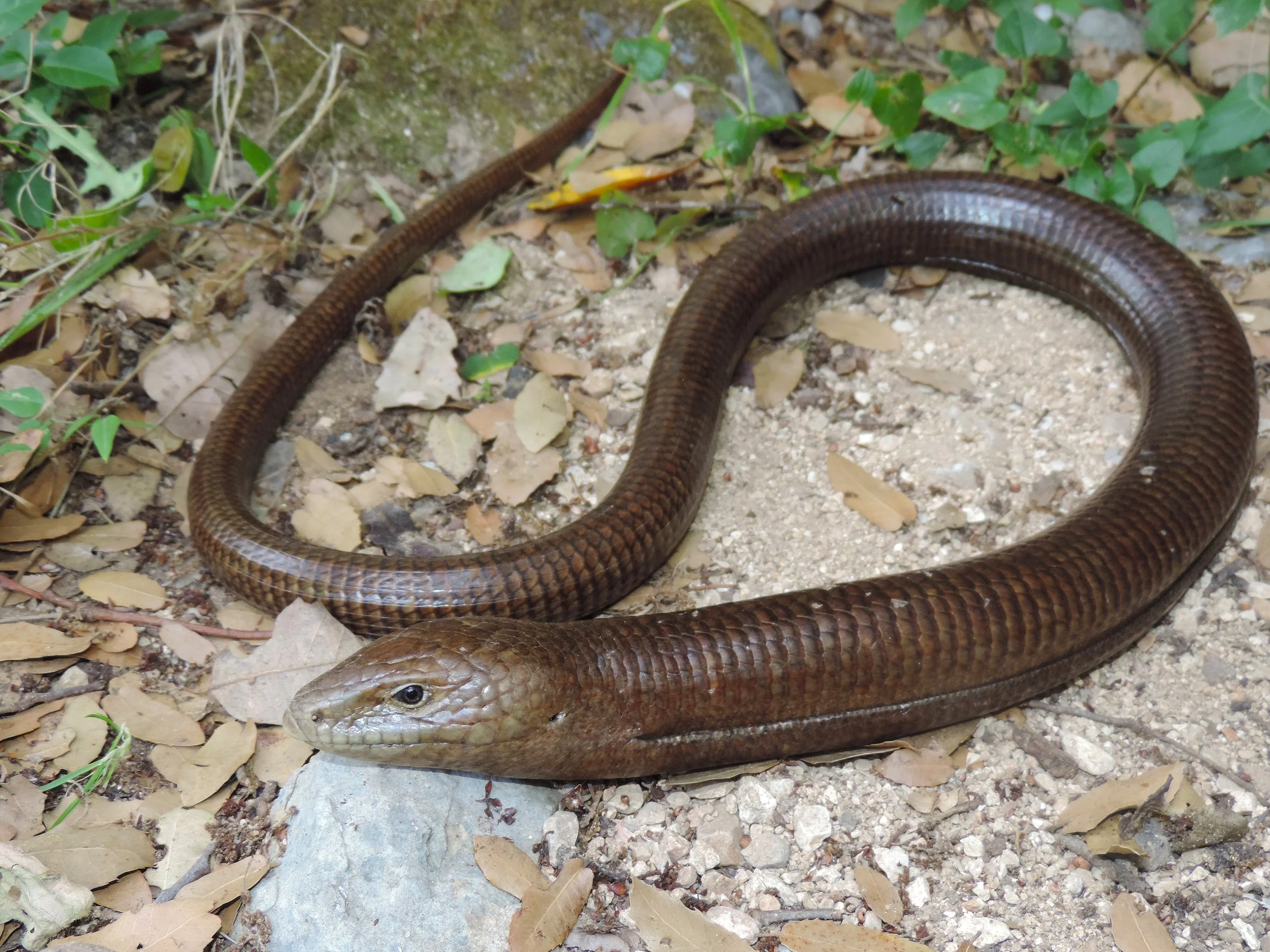 Photo Credit: Rami Khashab